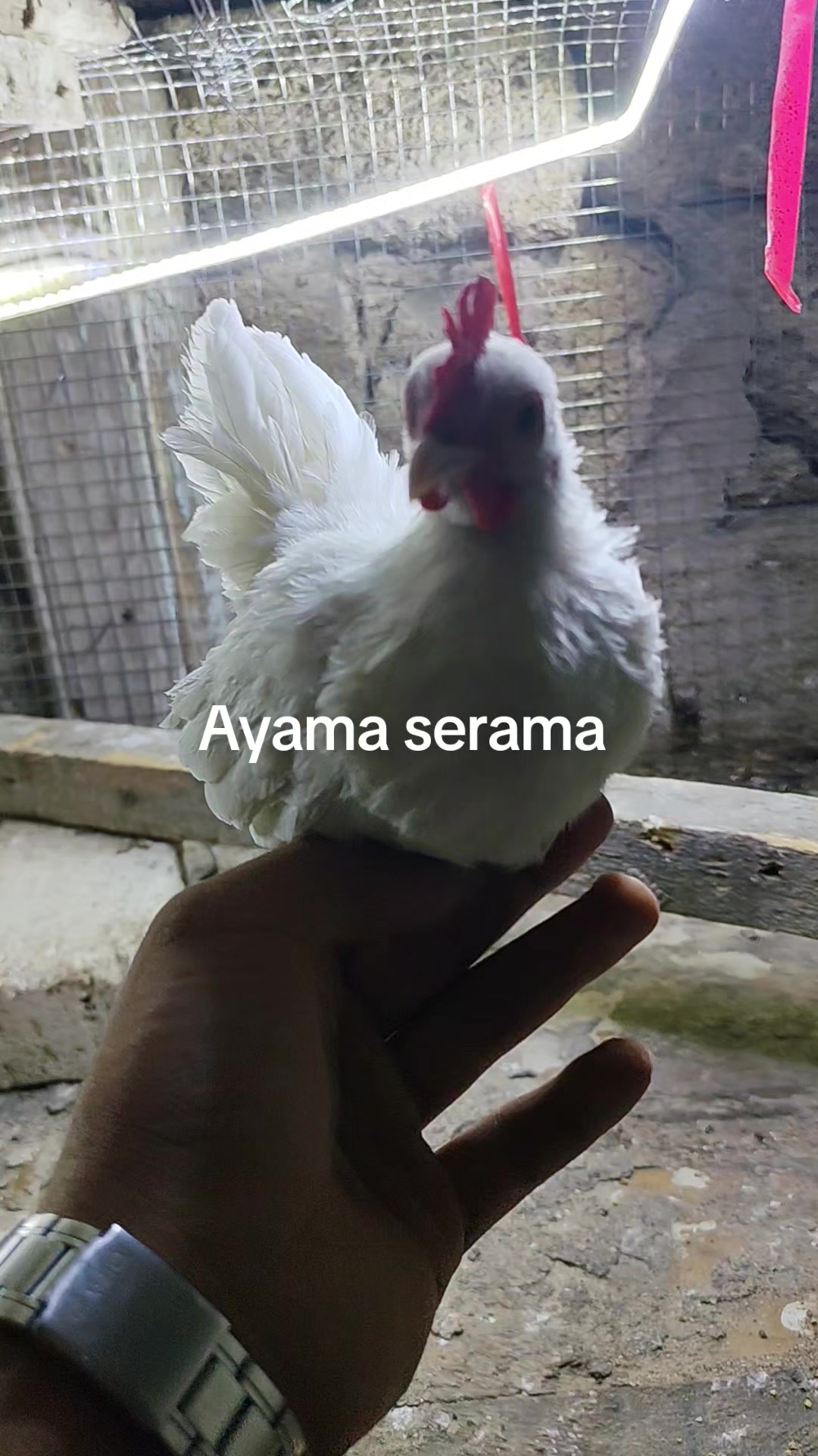 @MAŞTAĞA_QUŞCULUĞ