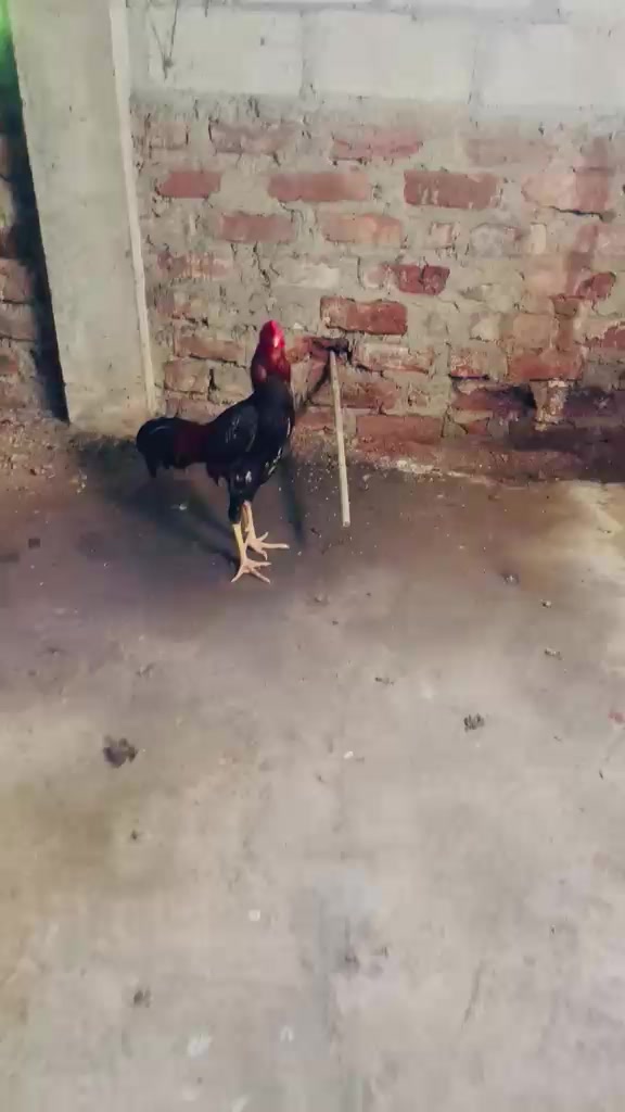 @𝑺𝑯𝑨𝑫𝑶𝑾 ,𝑺