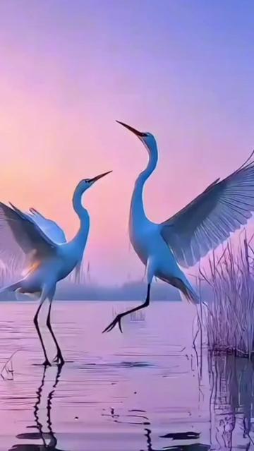 @KifleZul46