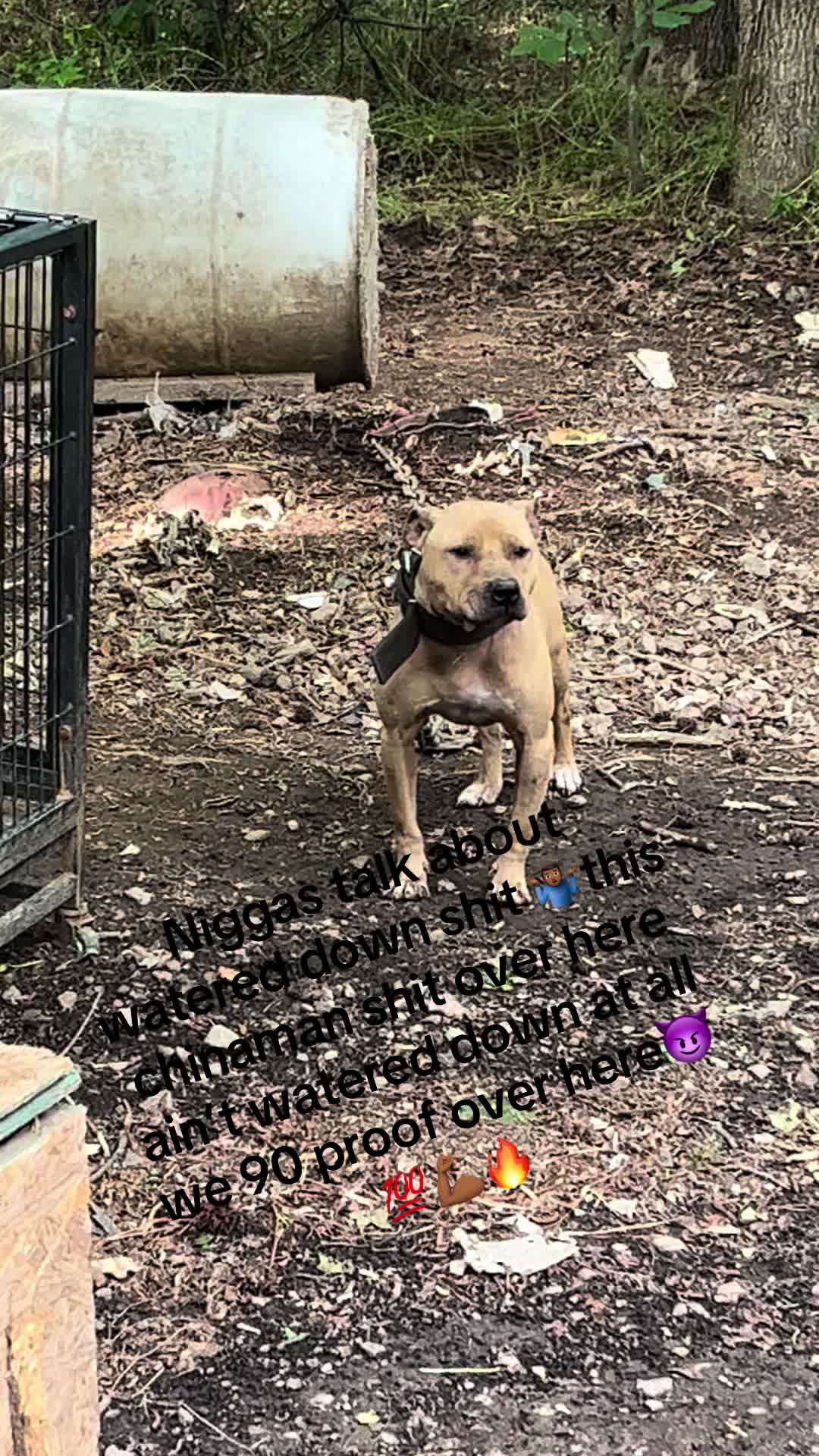 @MoneyTalkKennels