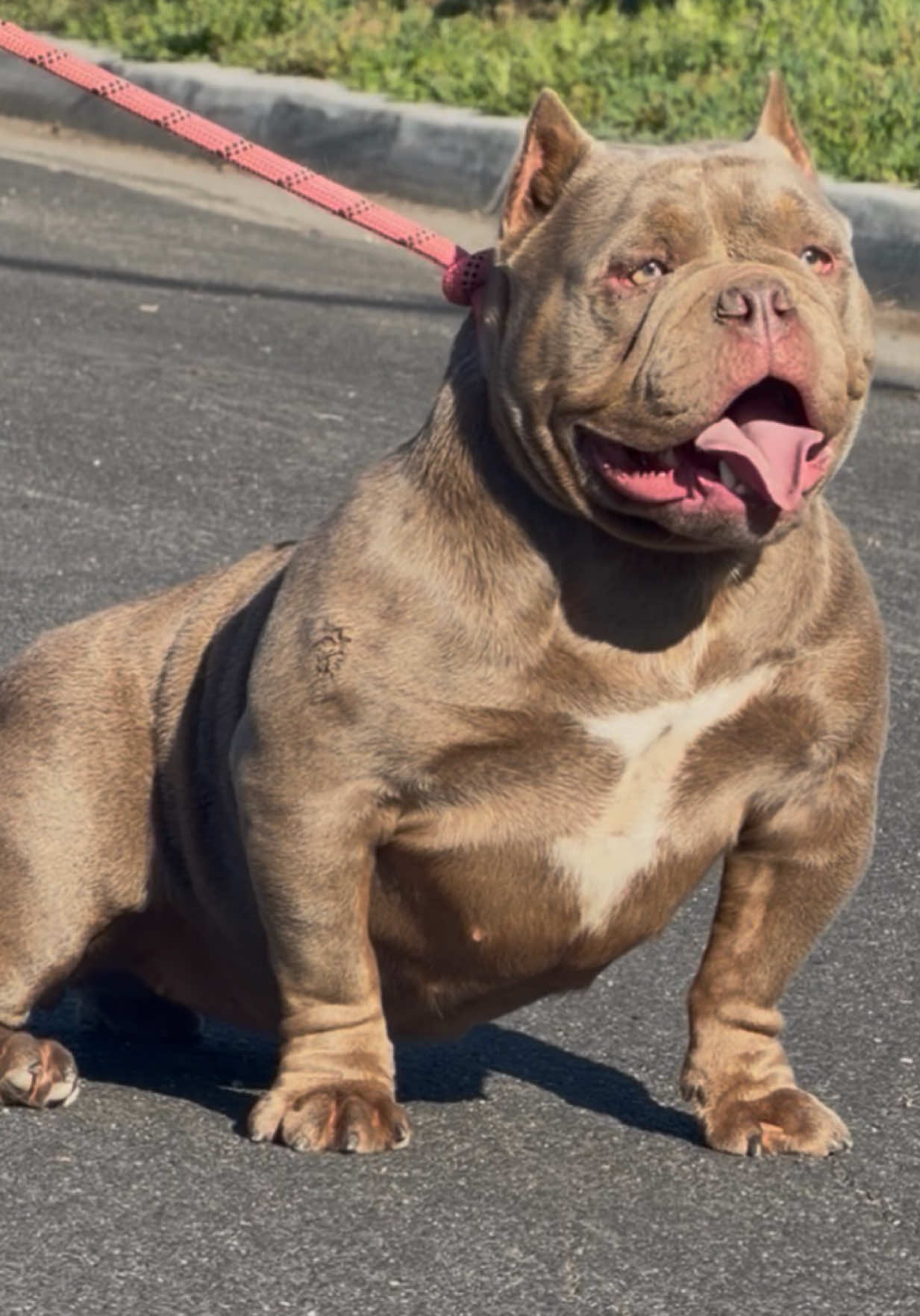 @SGBULLYZ