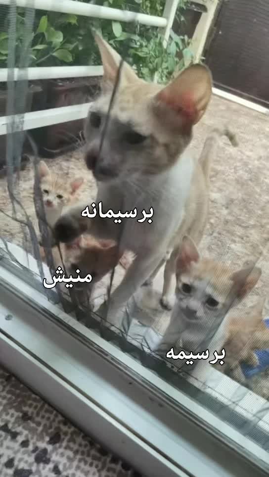 @Catslover