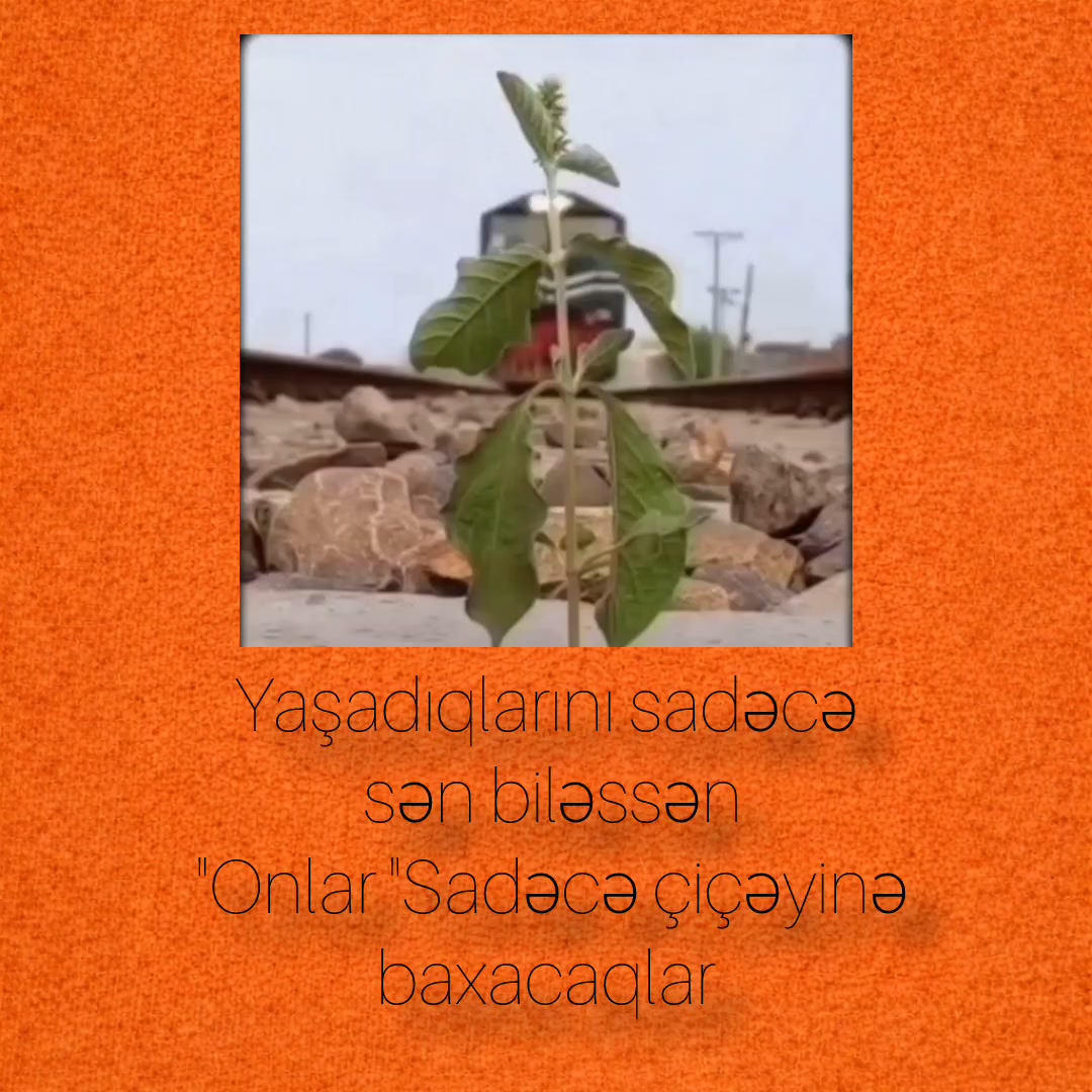 @Bayraqtar _059