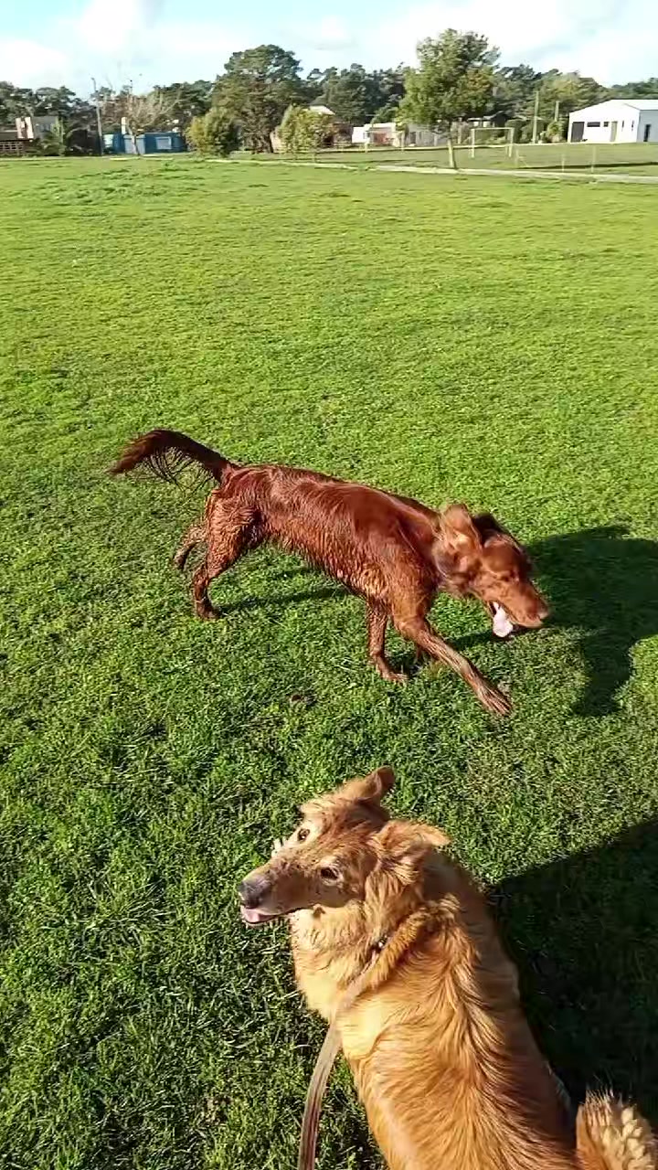@purrupupus