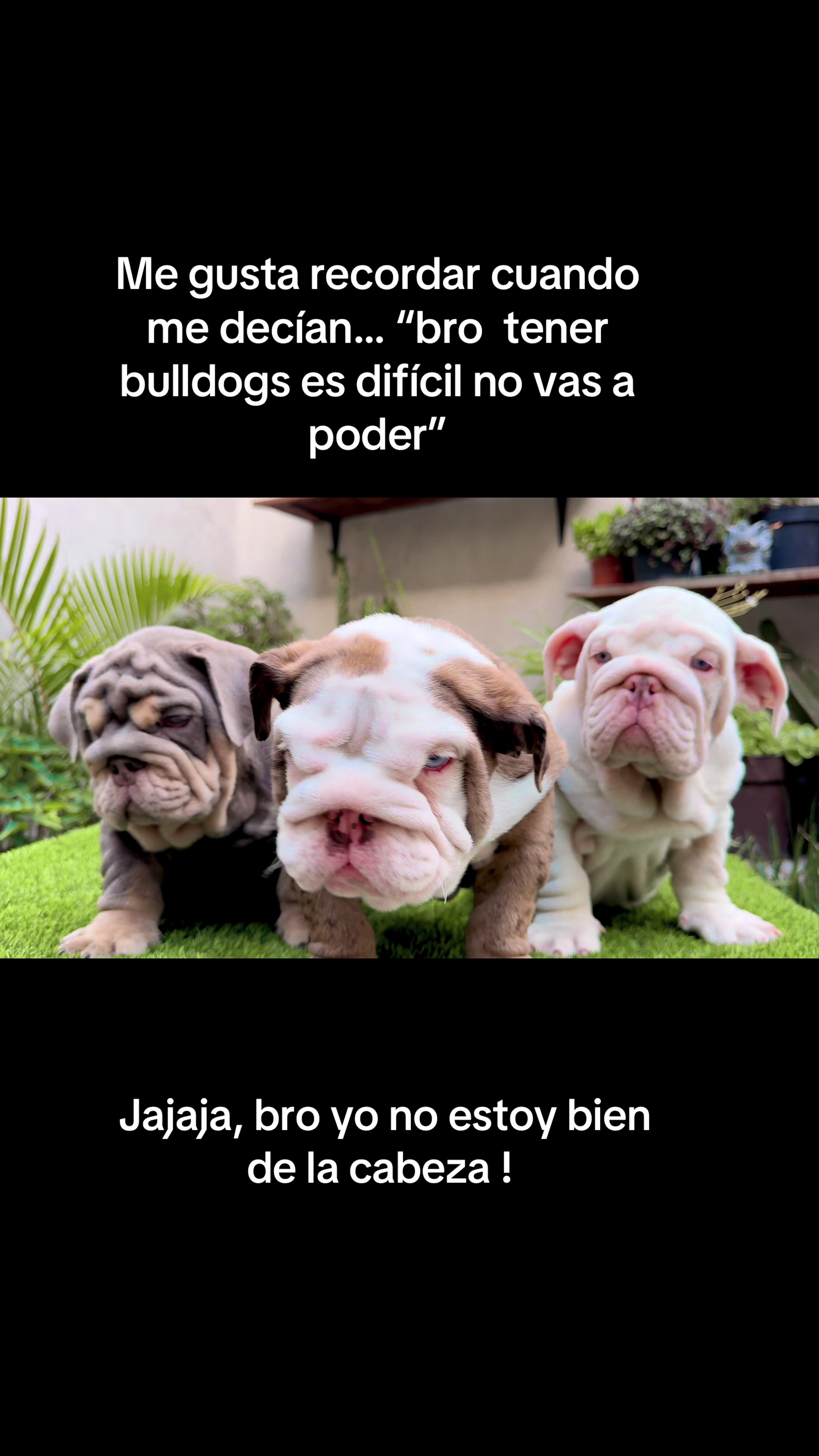 @Destroyers Bulldogs