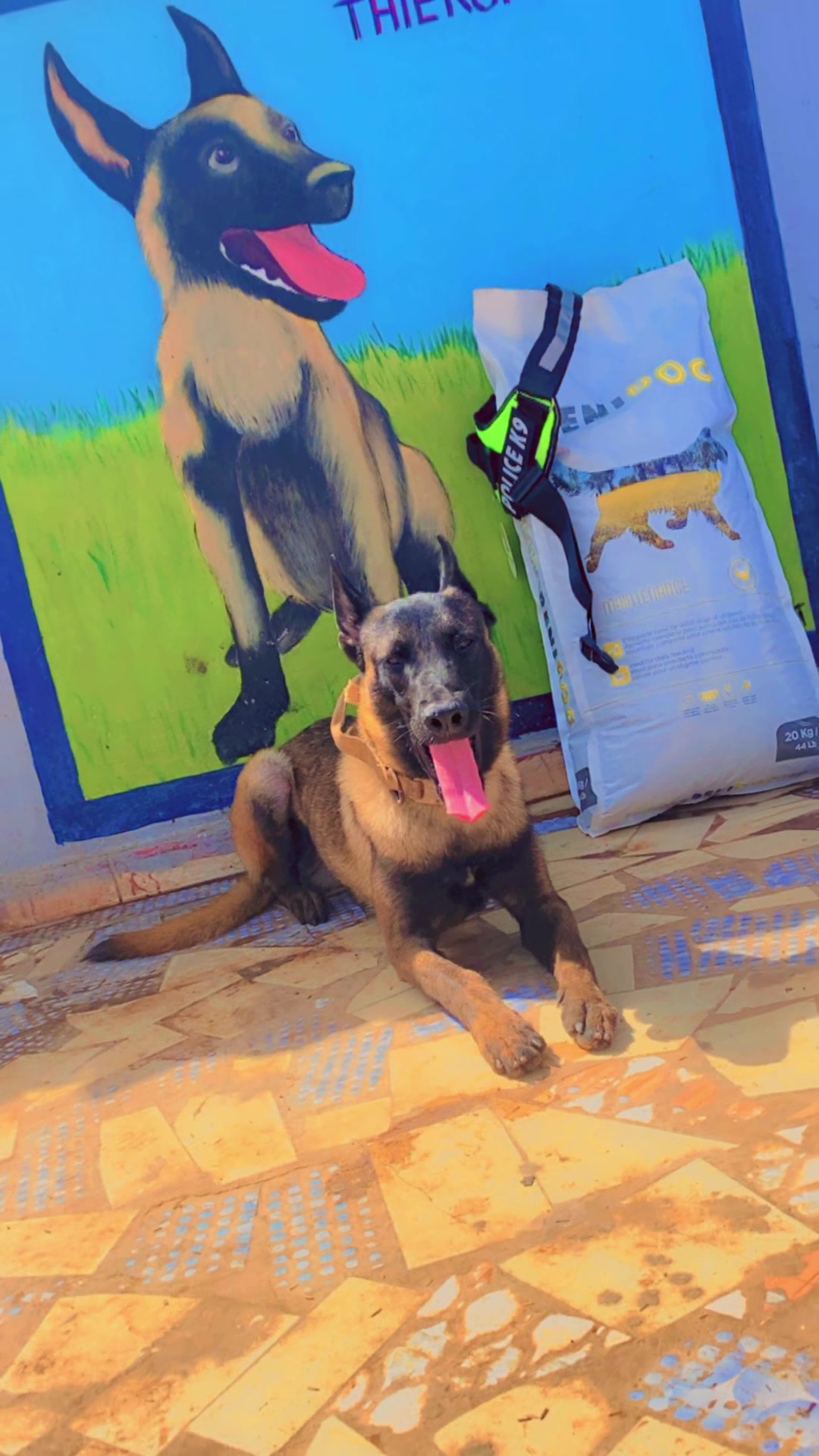 @G.I.C.N 🇸🇳🐾Ma&icirc;tre Weuz🐕&zwj;🦺