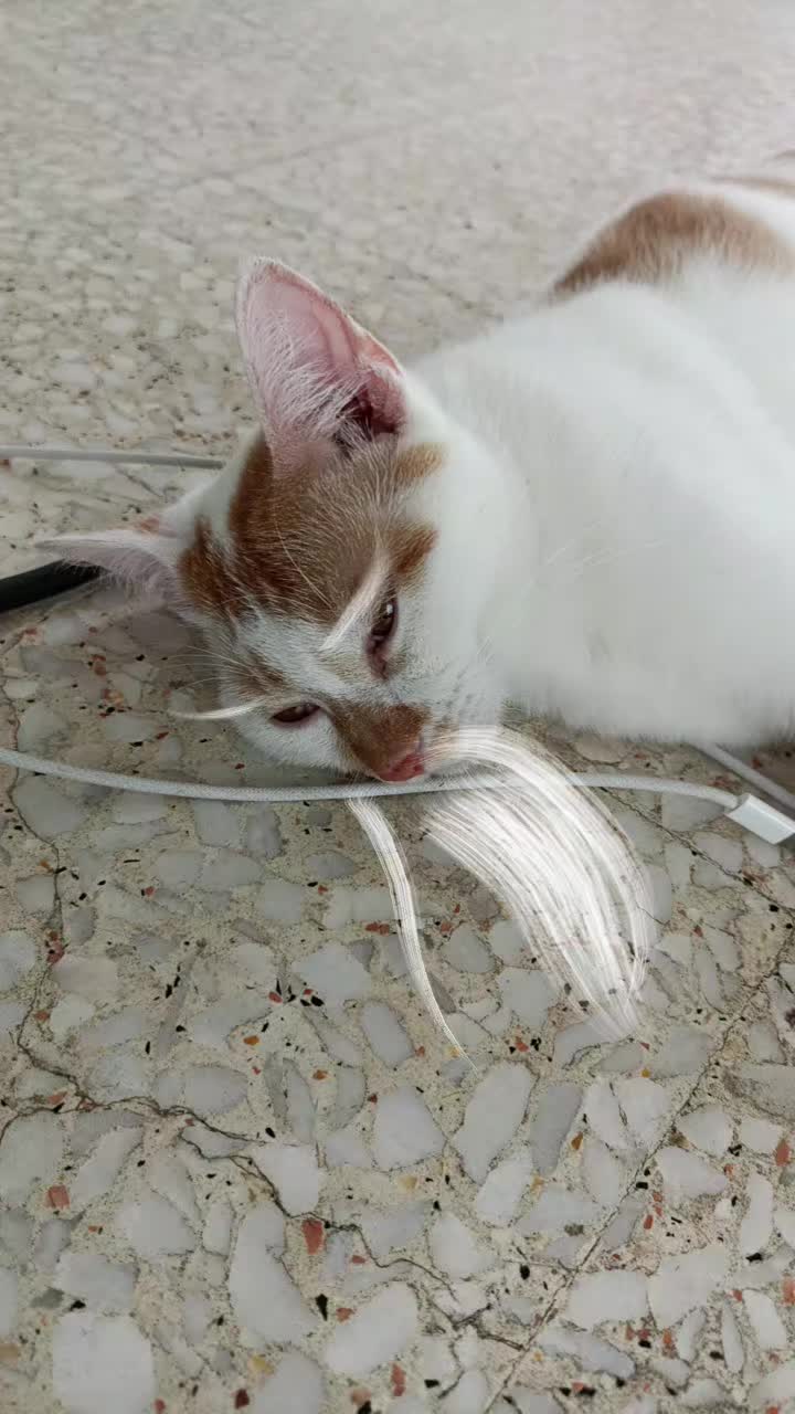 @picsofcats