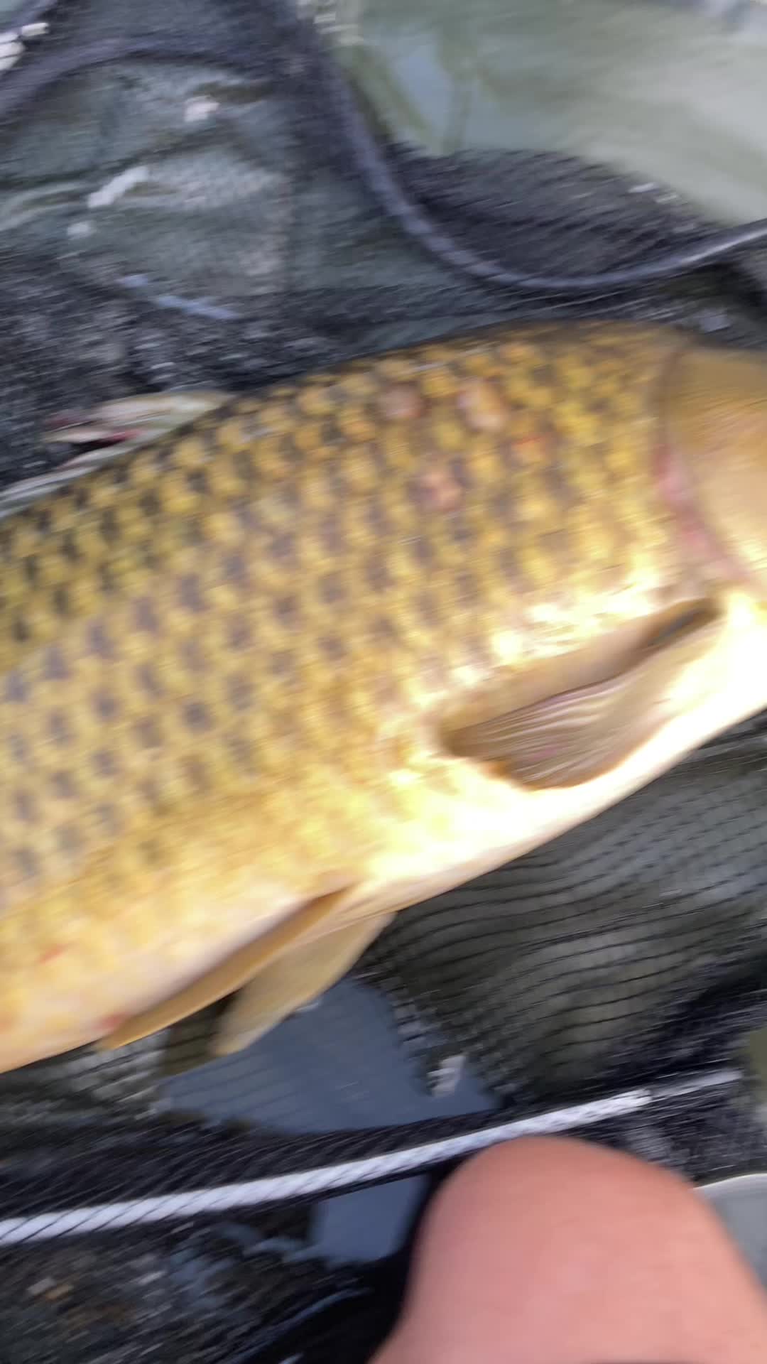 @Nico🎣