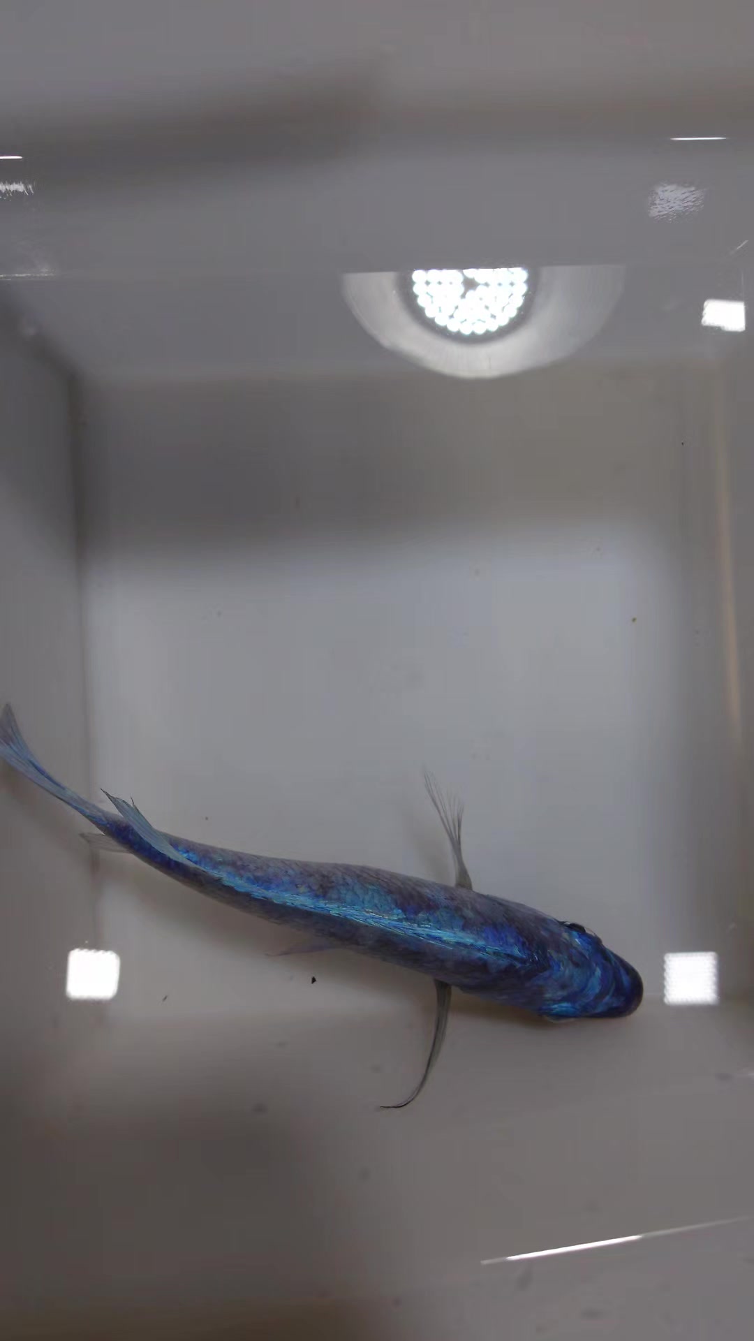 @Long life pet fish co. Ltd