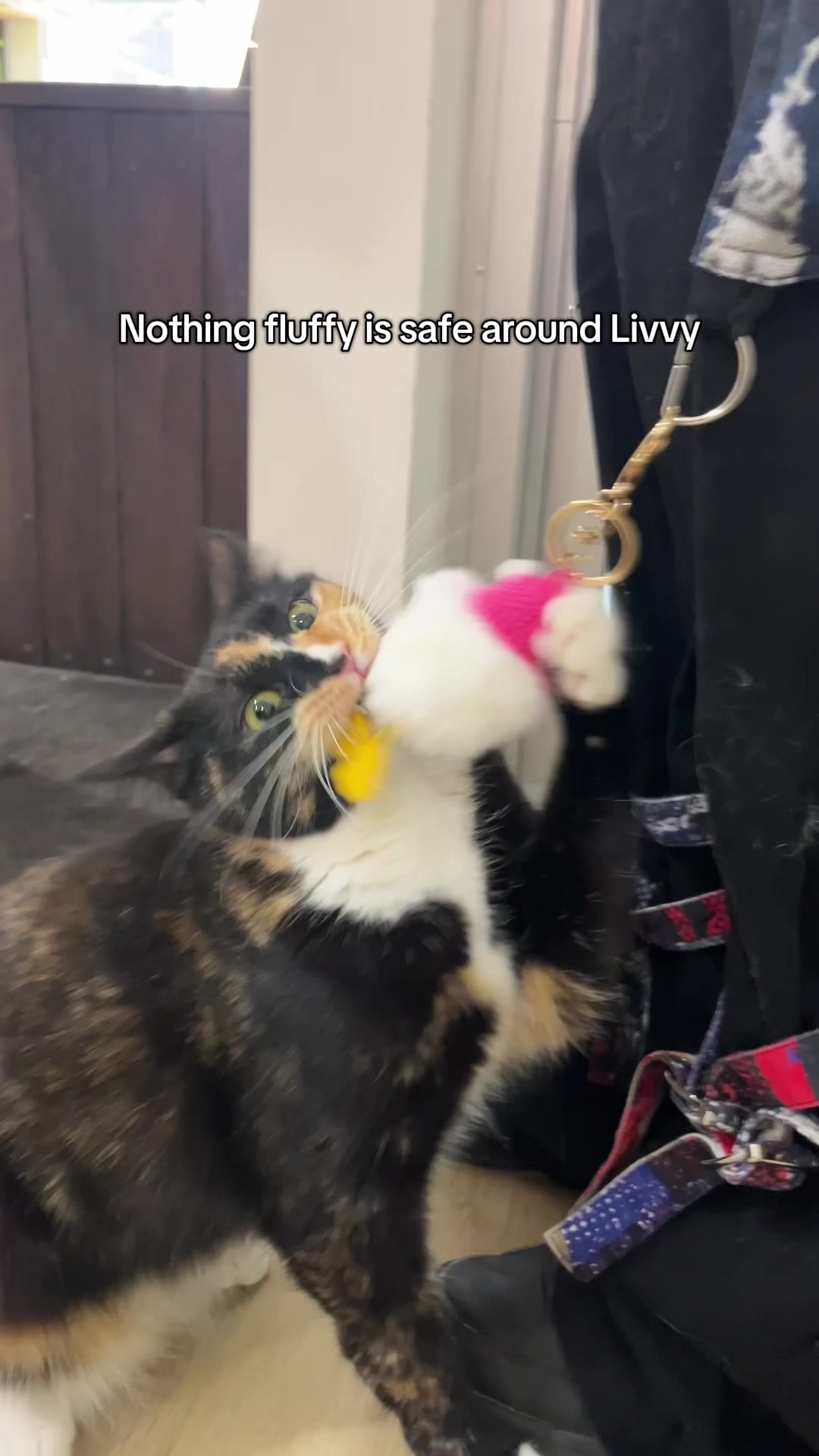 @crazycatcafe