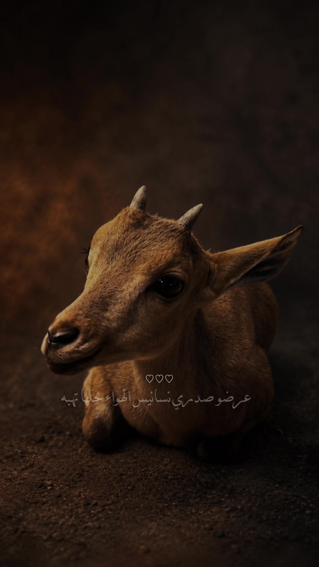 @﮼غزال🦌