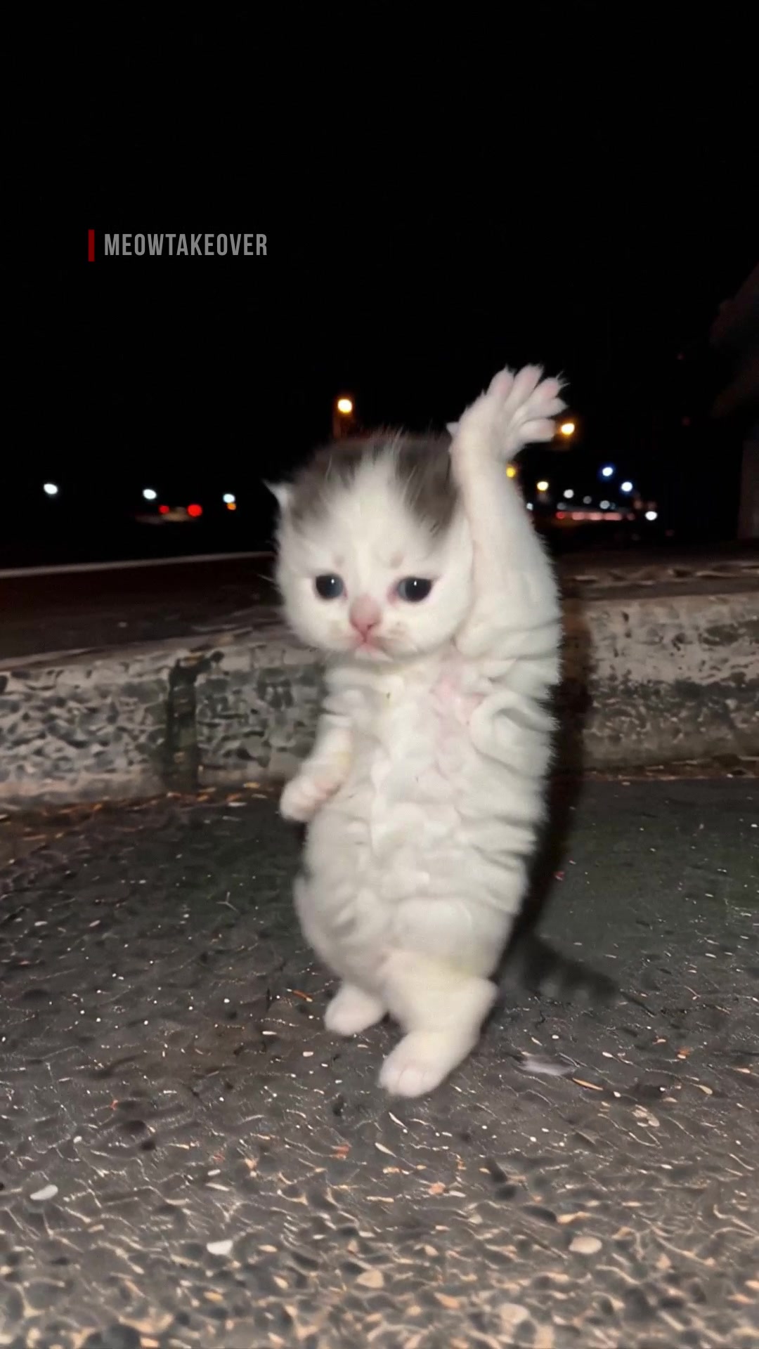 @meowtakeover