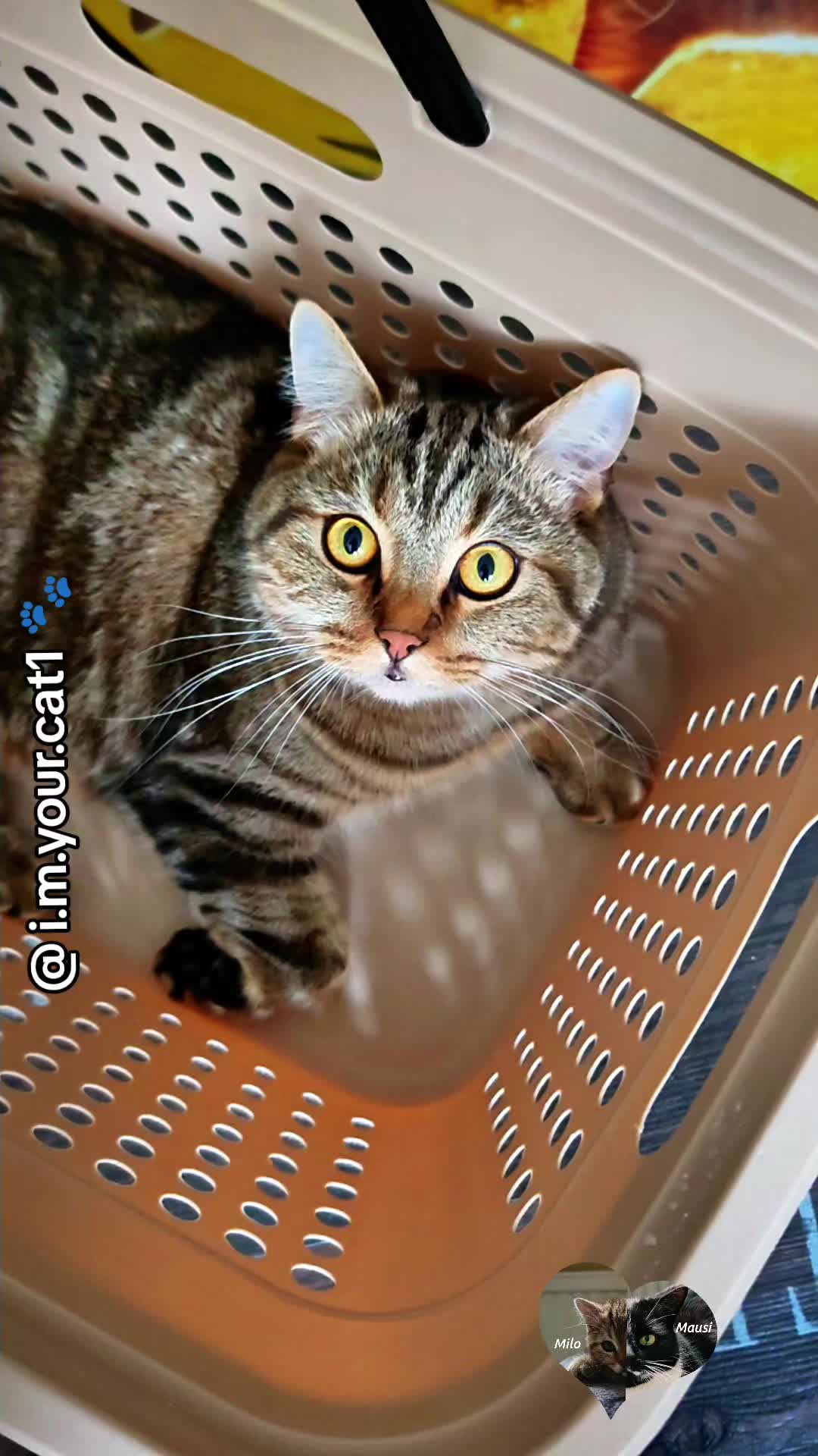 @𝓲.𝓶.𝔂𝓸𝓾𝓻.𝓬𝓪𝓽𝟭 𓃠