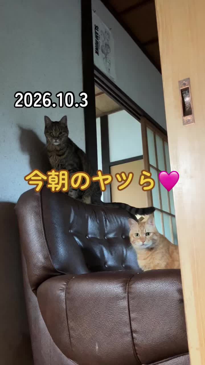 @茶トラ商店