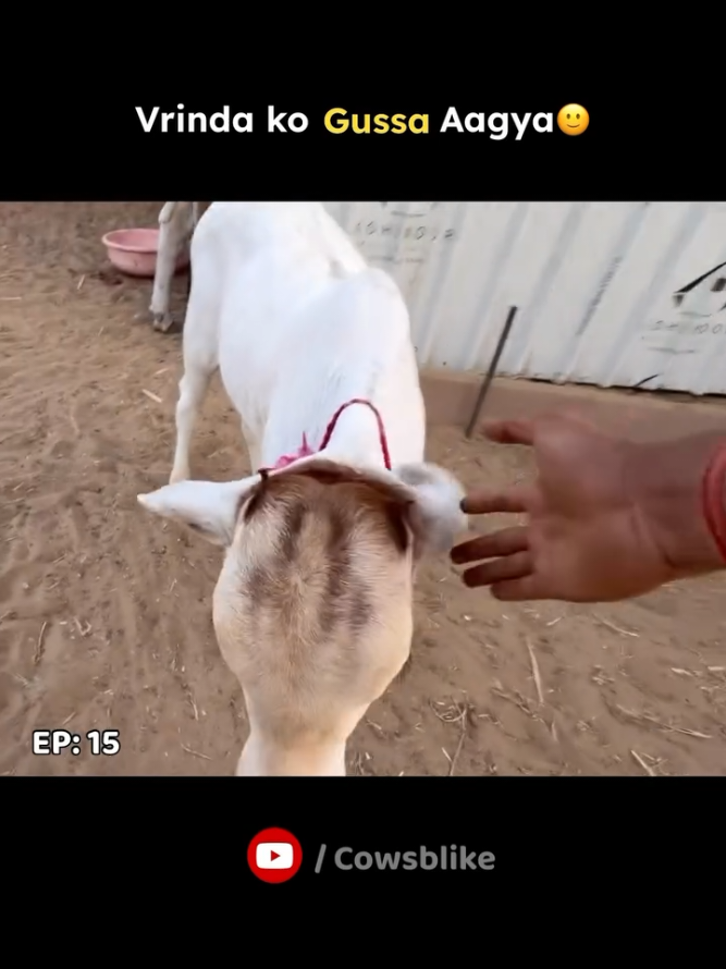@cows_b_like