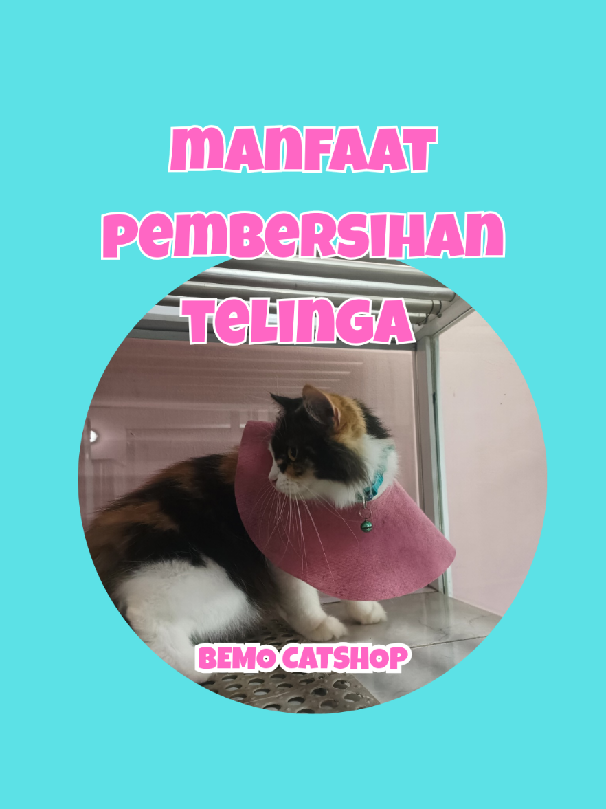 @Bemo Catshop