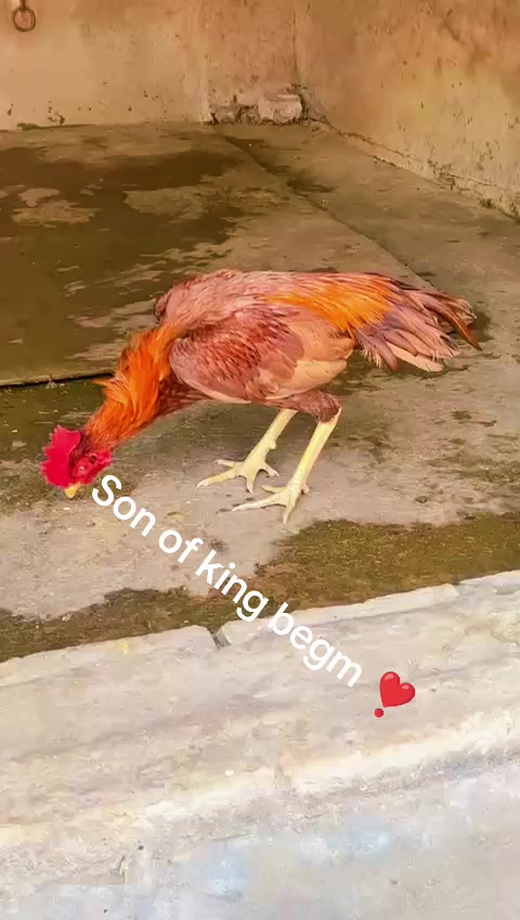 @RAJA ❤️ NASEER💓