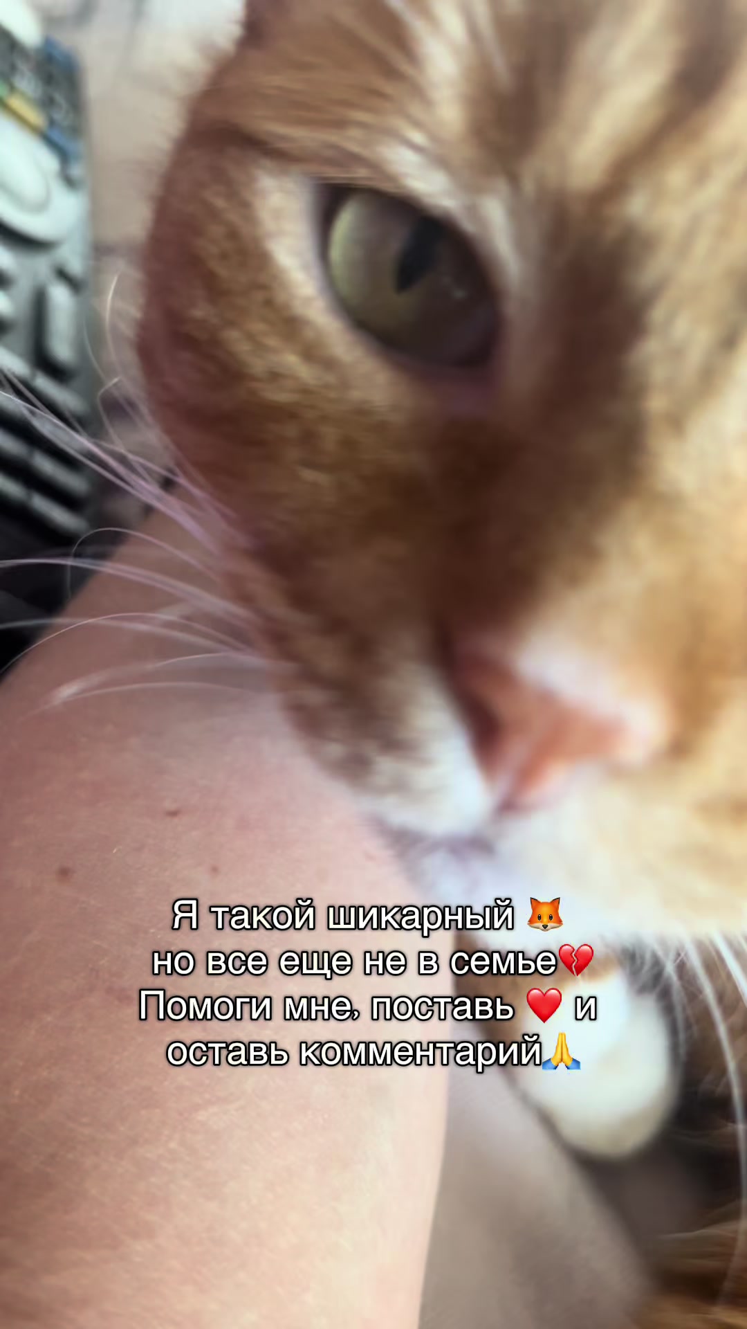 @Оля & Co🐈⬛🐈