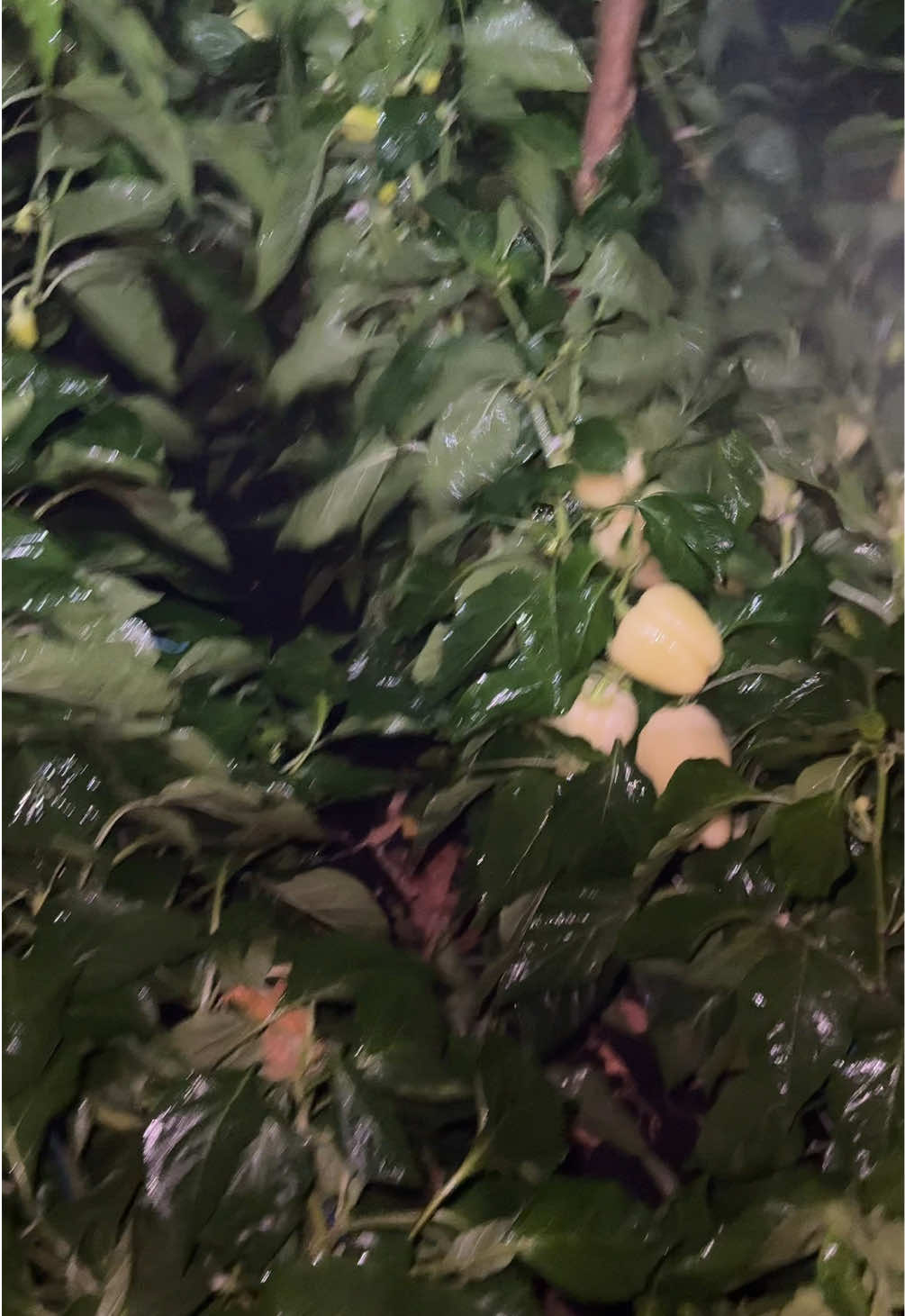 @Василь Фельцан