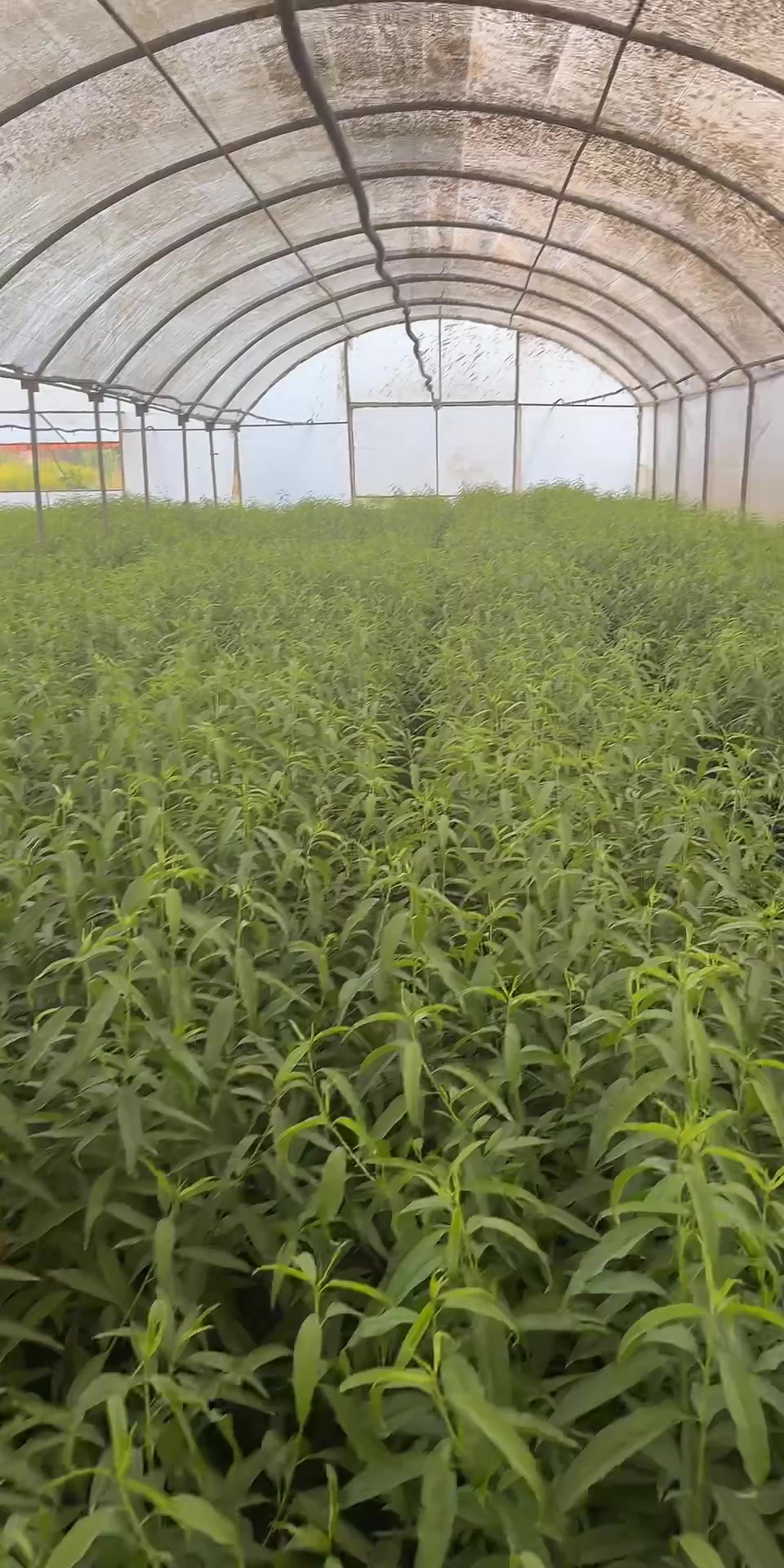 @p&eacute;pini&egrave;re yb agro