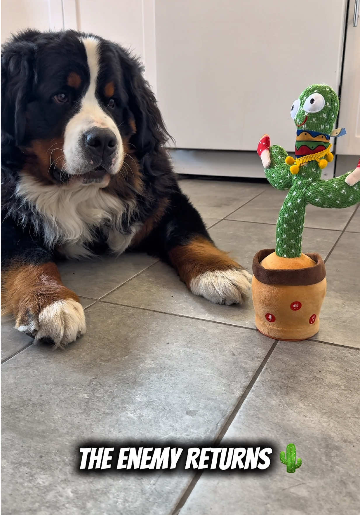 @Woody The Bernese