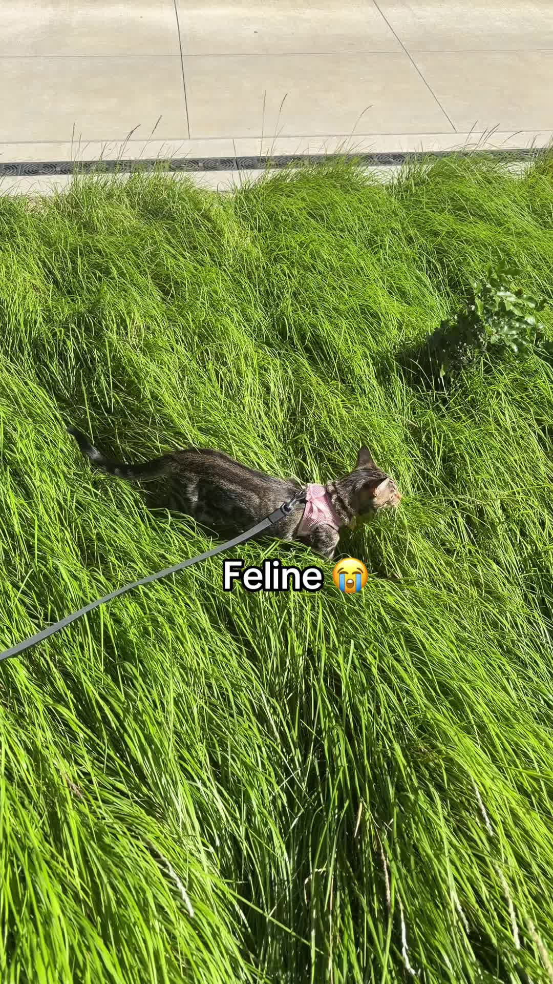 @Cat 🇧🇷