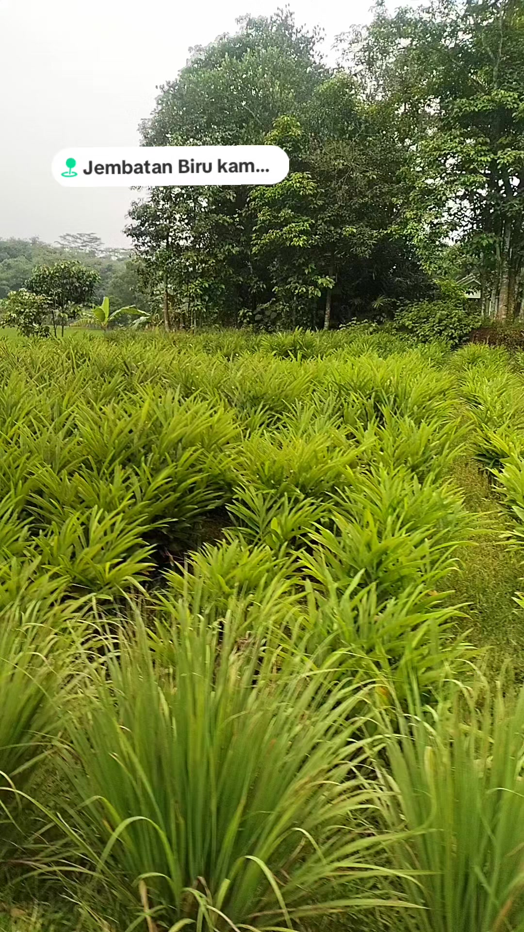 @Nungky Arumi184