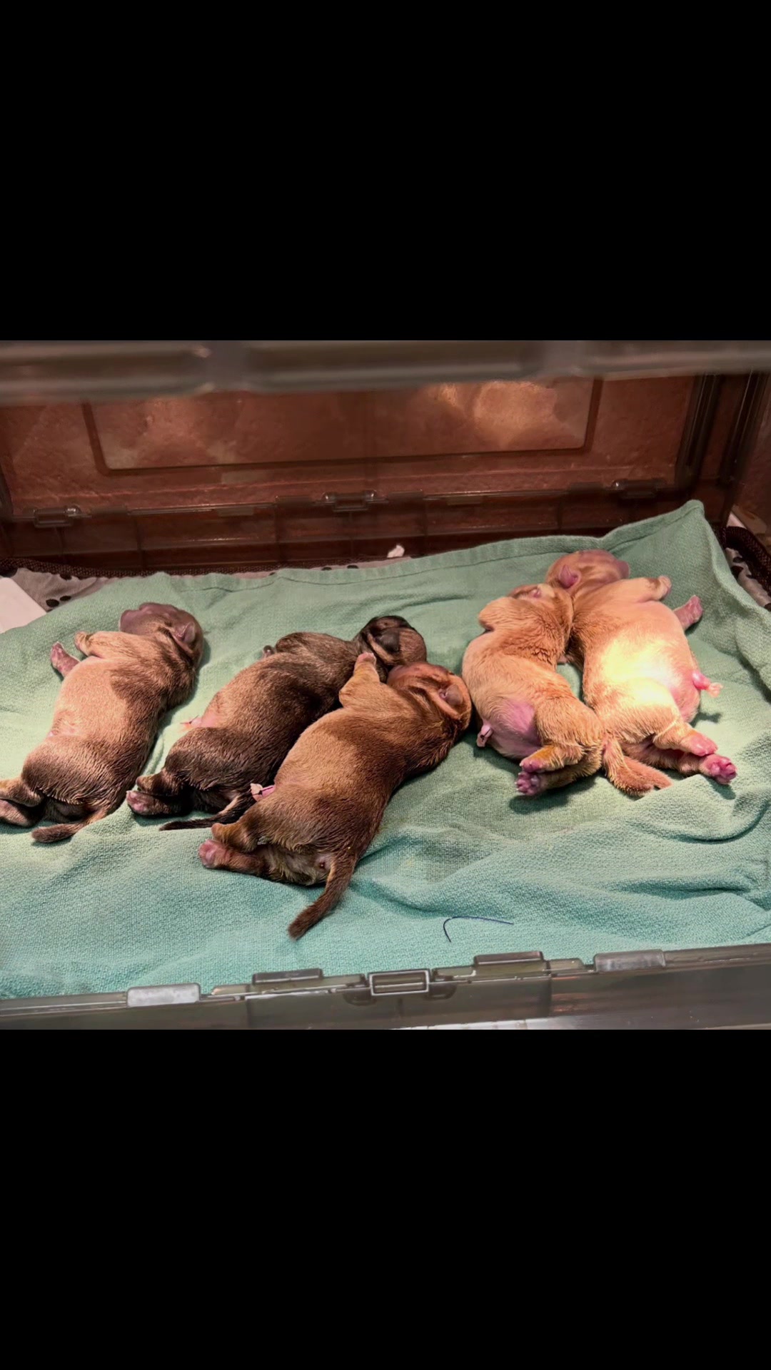 @steelforgedbullies