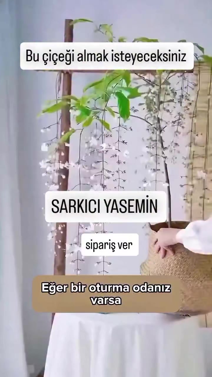@Lotus bitki satışı