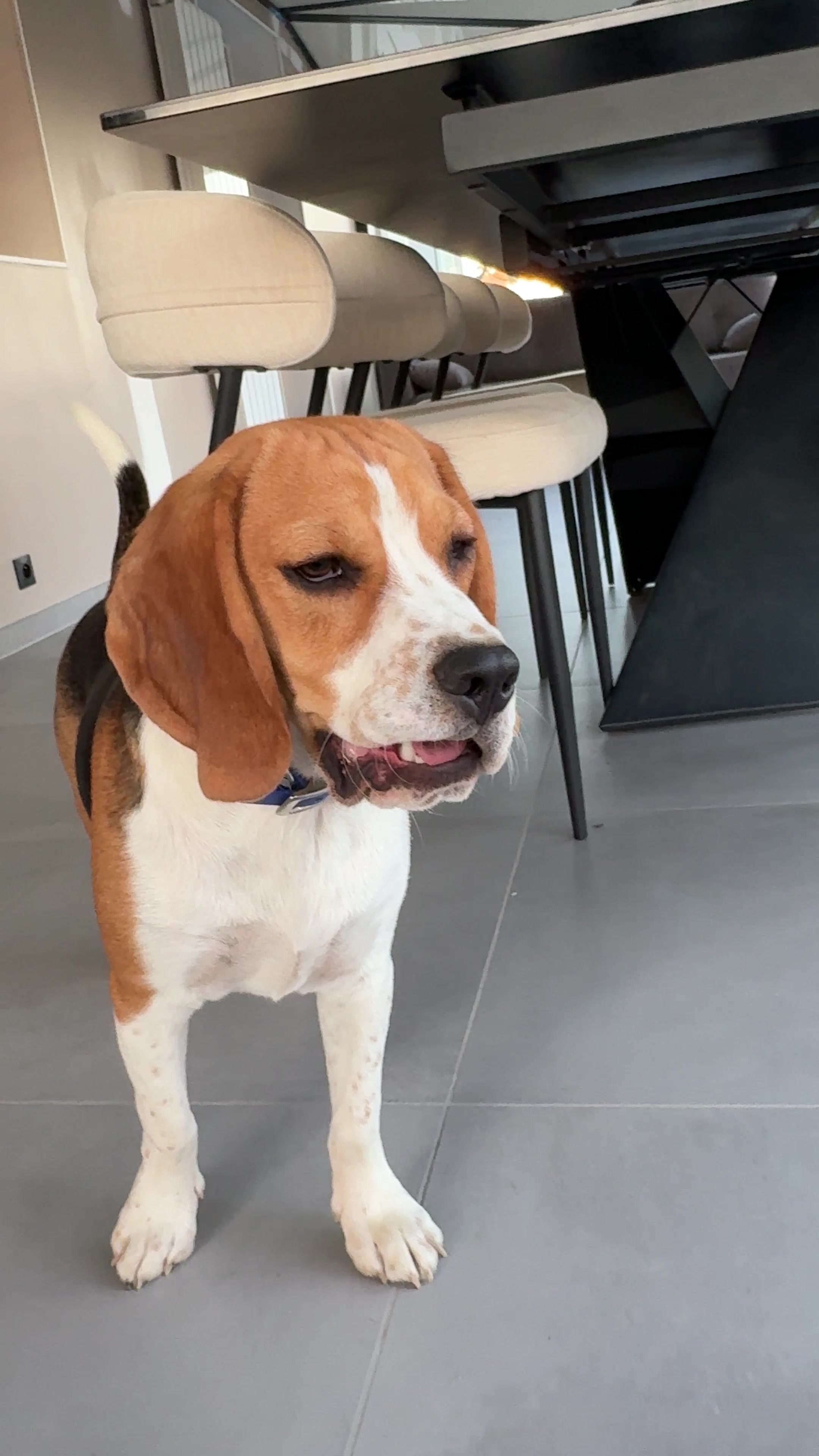 @Asko le Beagle💙