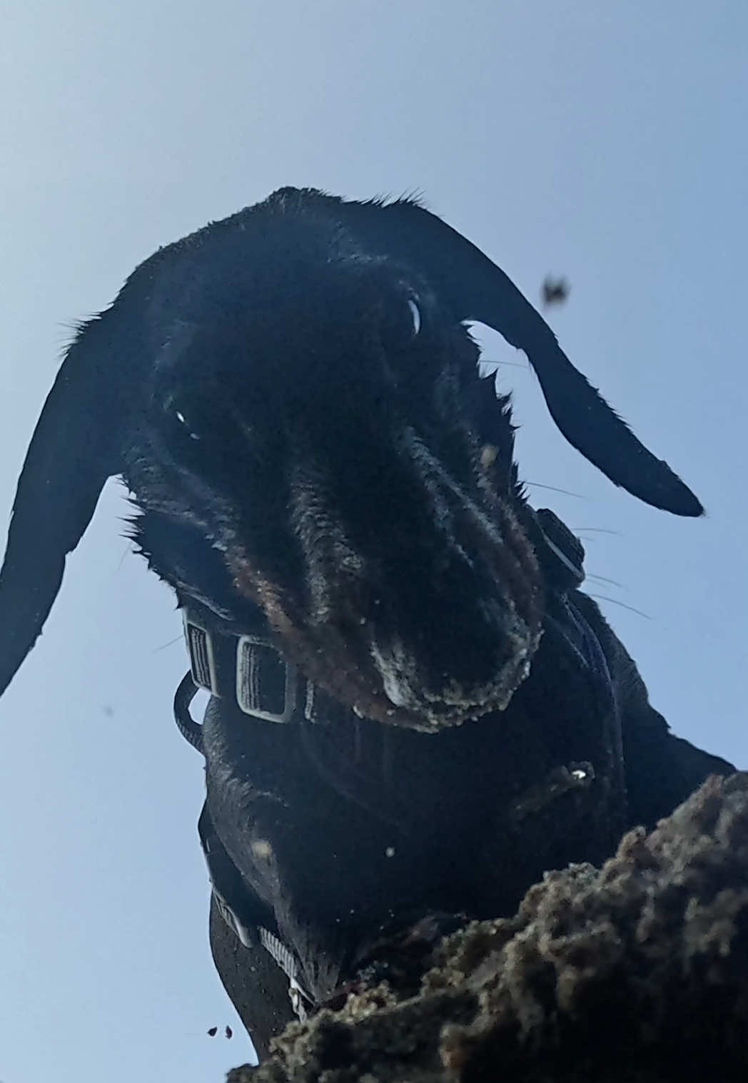 @olive the mini dachshund