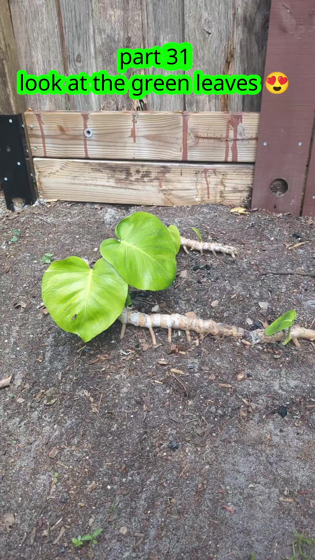 @Monstera Man