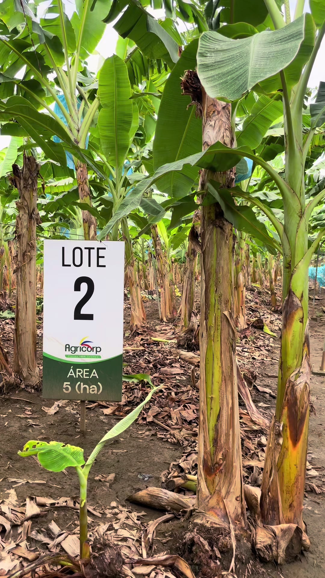 @Agricorp sas