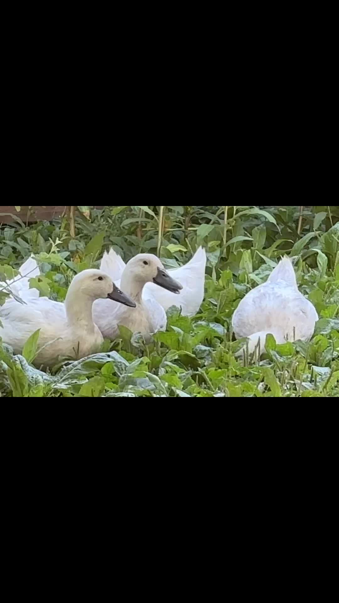 @SomeLikeItHomegrown