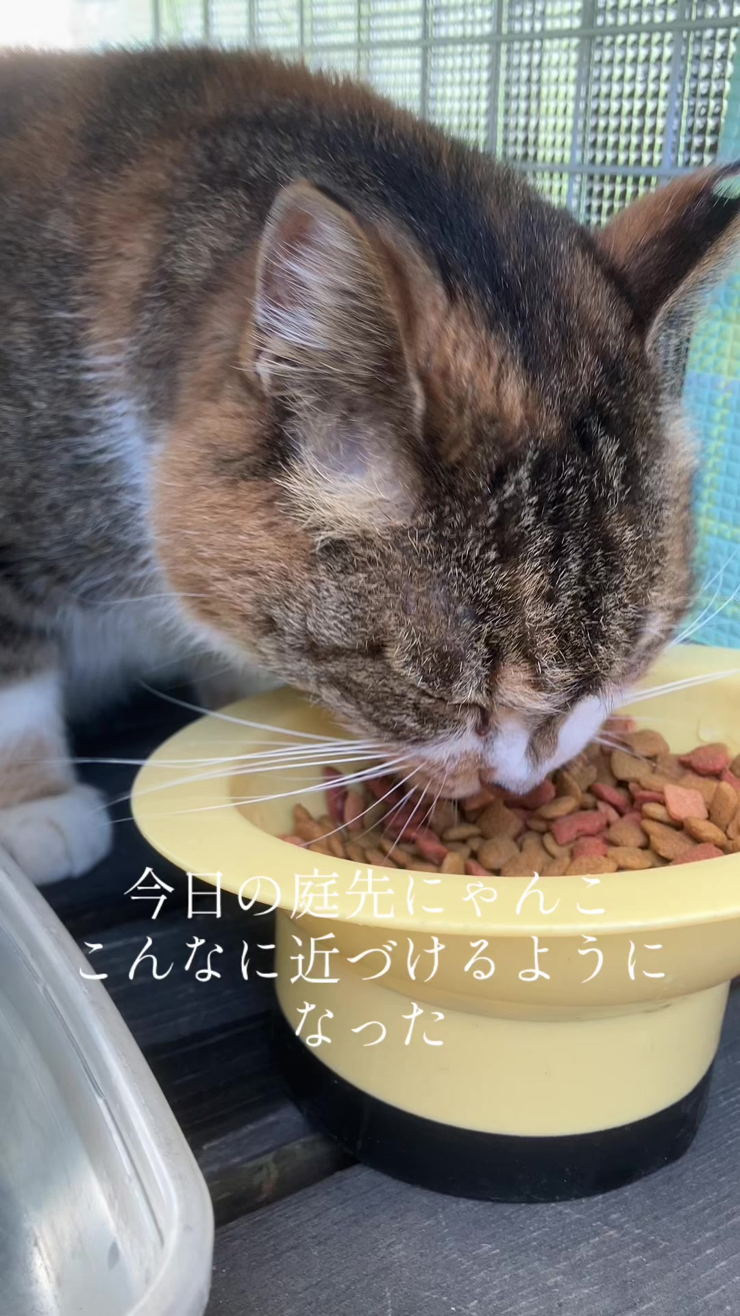 @にゃん⭐︎にゃんZ