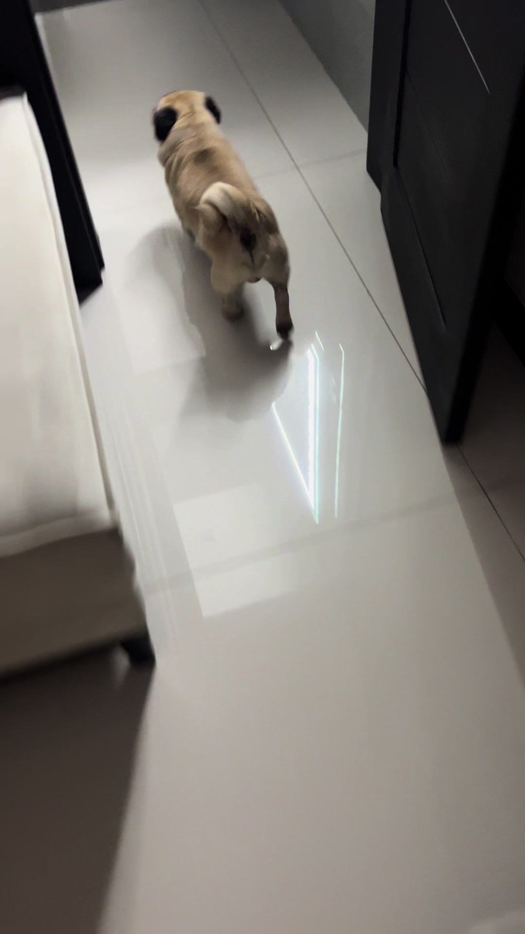 @pugSofyHarry