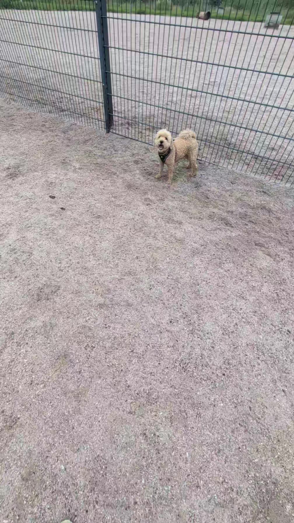@Emma Amanda Milli (Pet hotel)