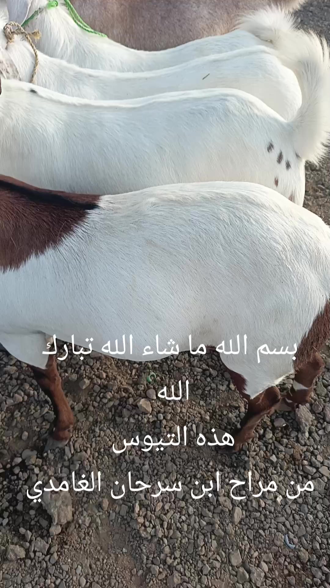 @شامي