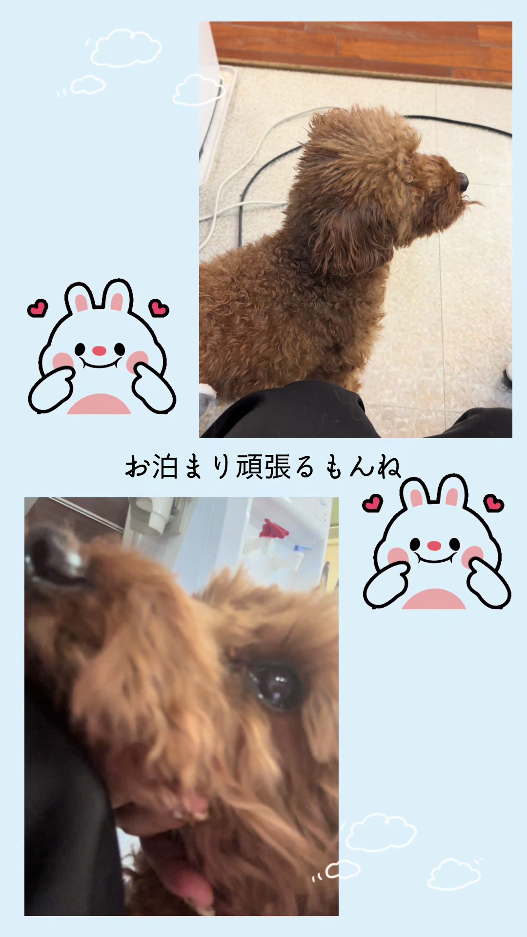 @petsalon_connect