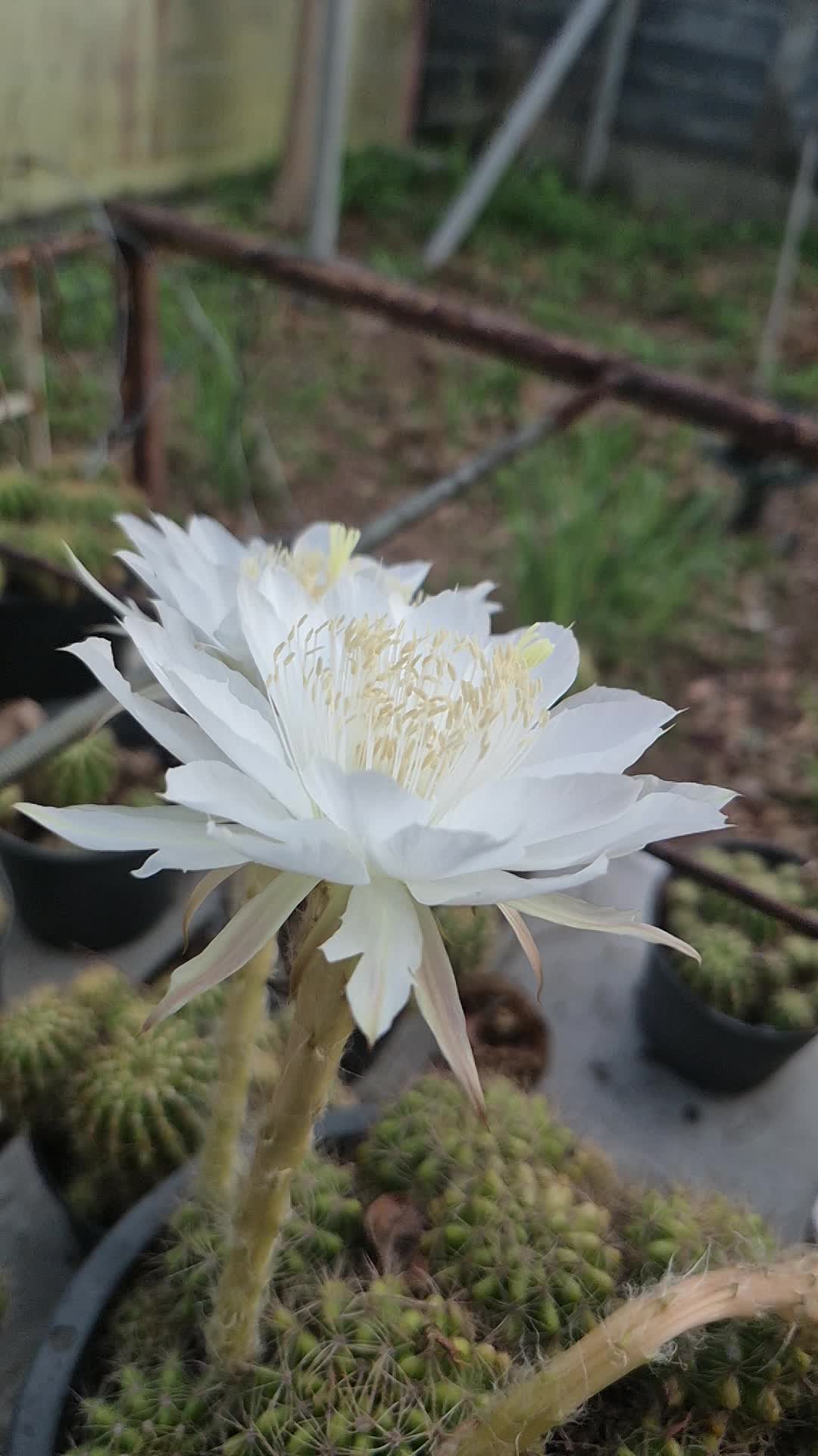 @Aum_Arongkot