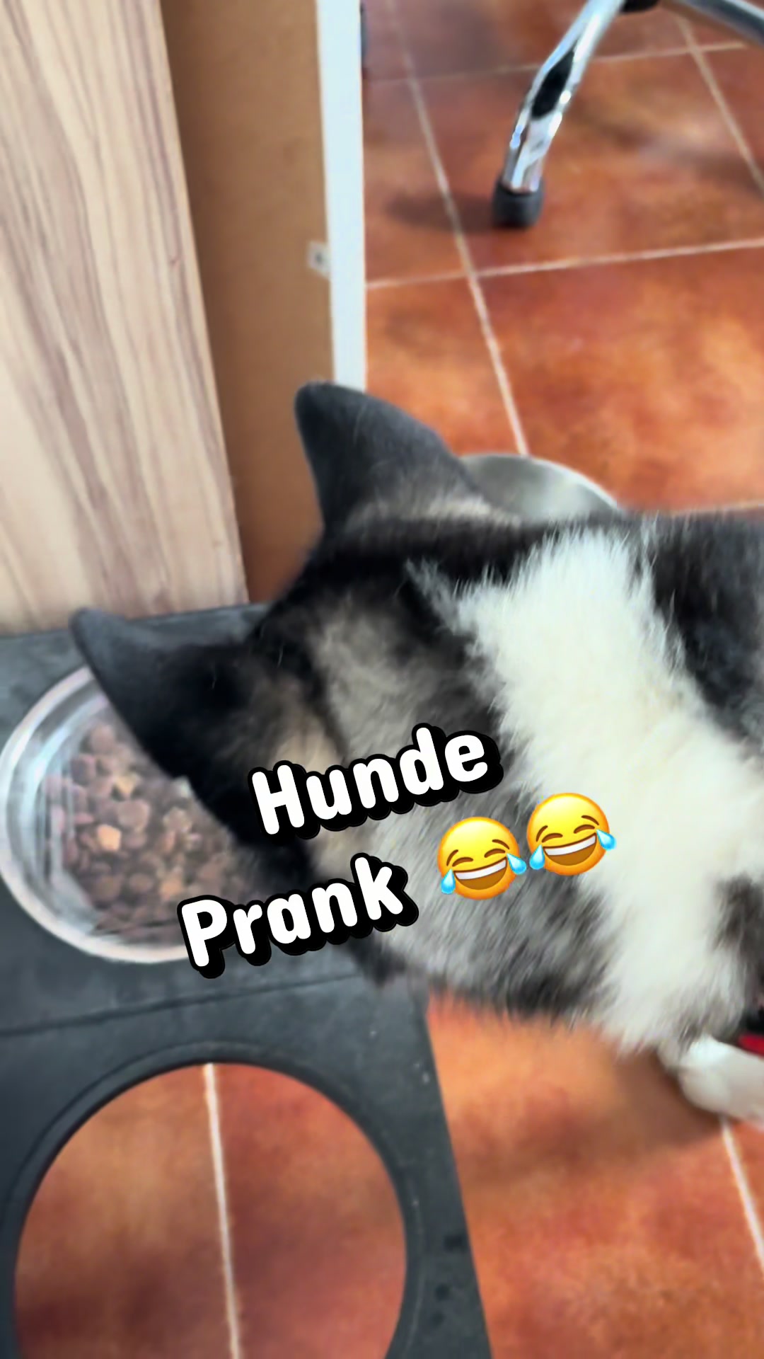 @HuskyShow