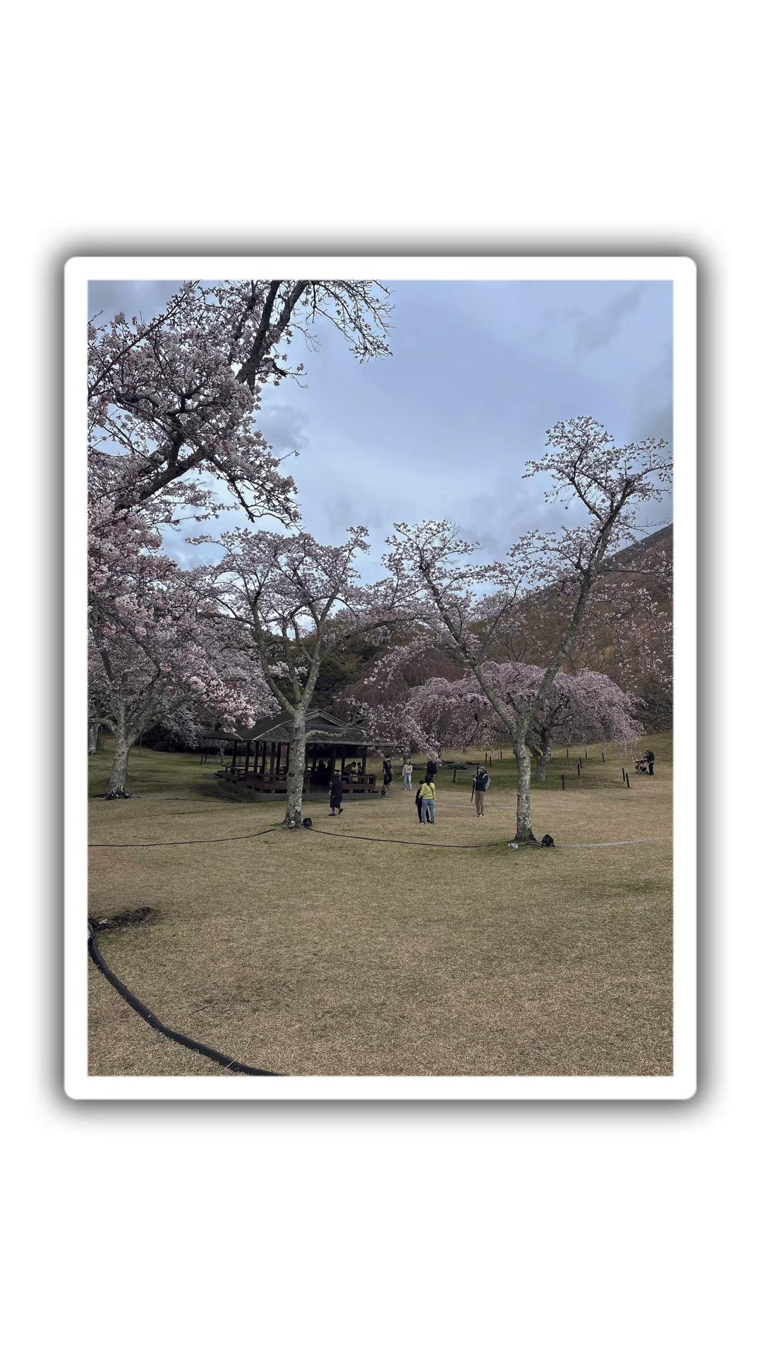 @Pamechan0121🇵🇭🇯🇵