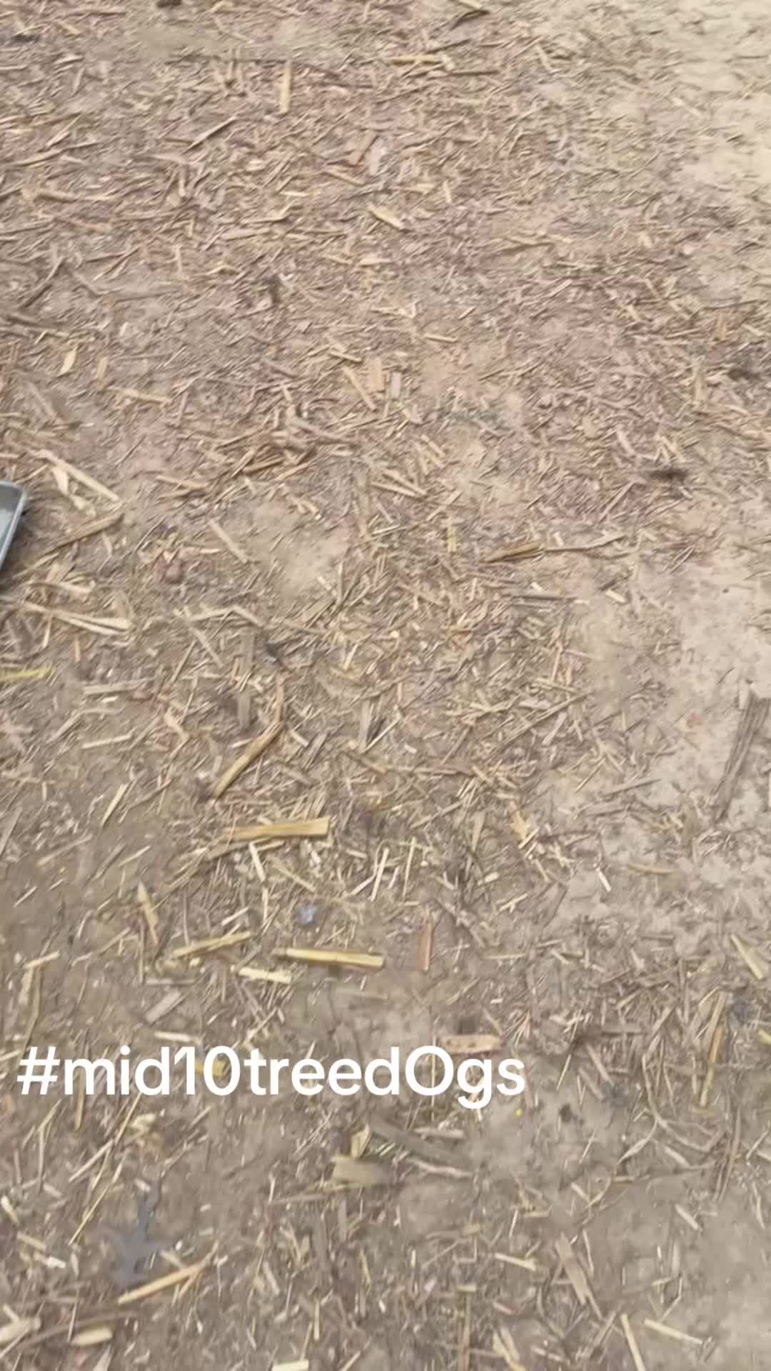 @mid10treedogs