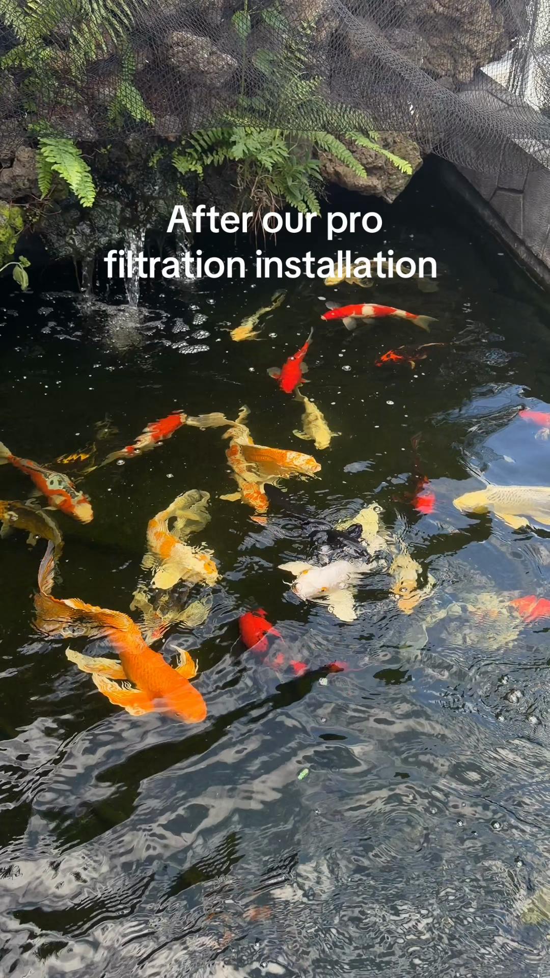 @YN Aquatics Ltd