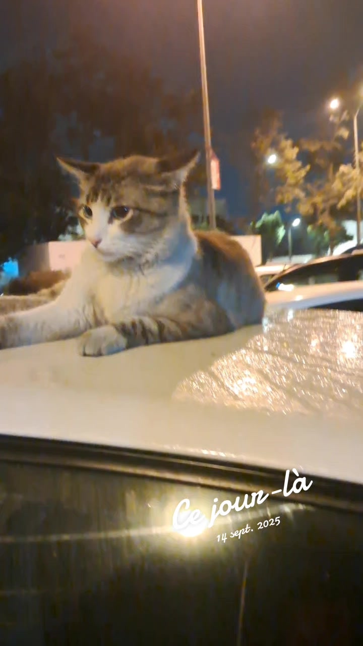 @مجوهرات عبد الدائم