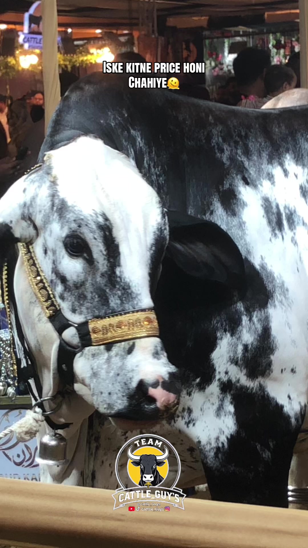 @Cattle_Guy&rsquo;s