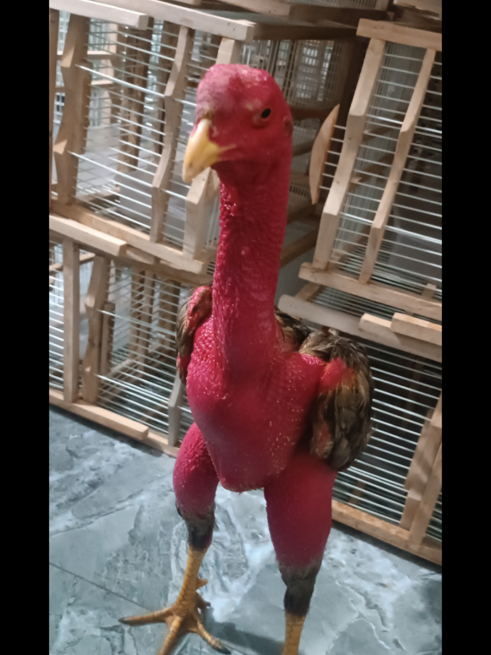 @Tổng Sỉ Hu&acirc;n Hường Thổ Tang
