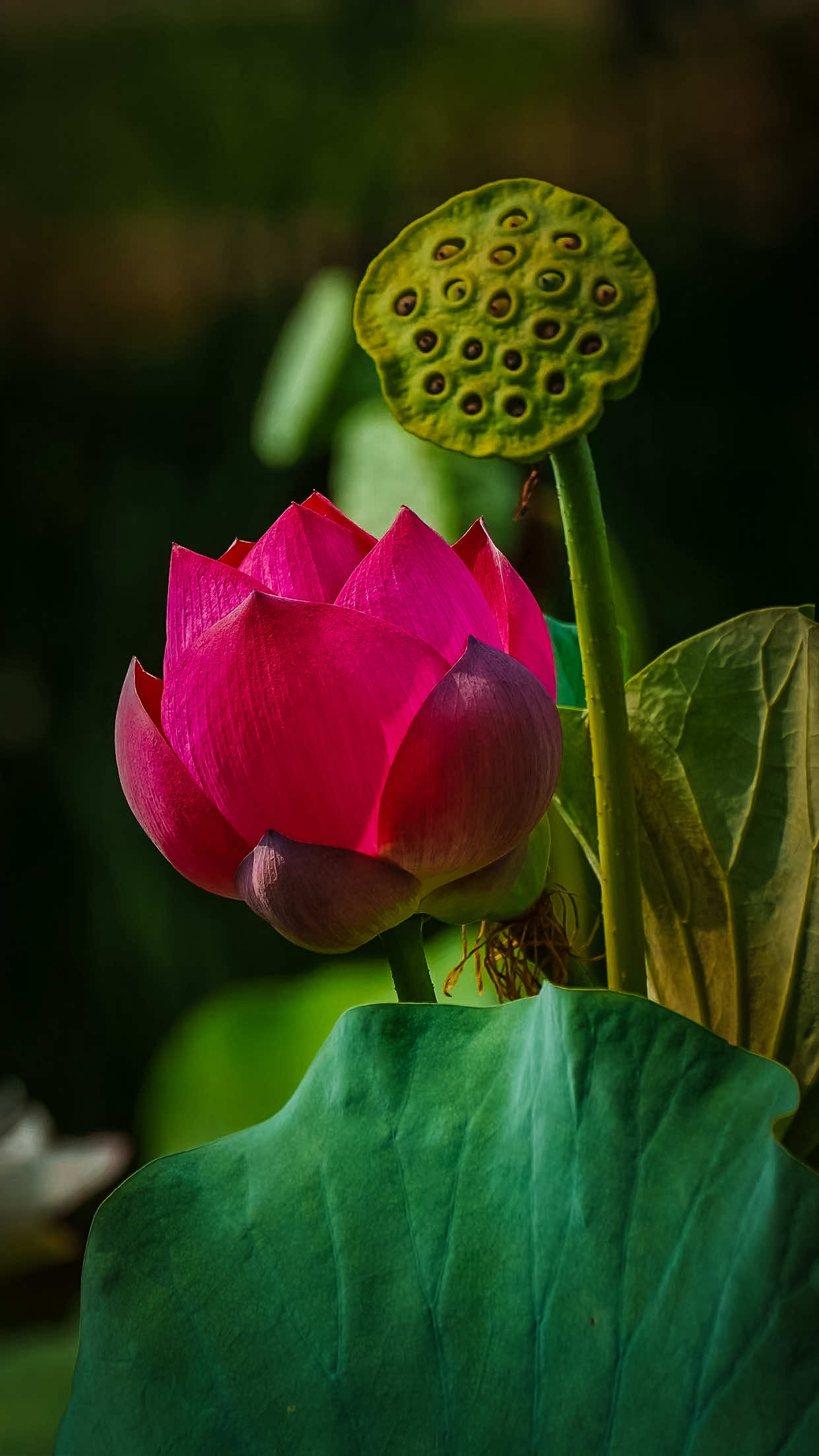 @𝑻𝒂̂𝒏 𝑻𝒉𝒊