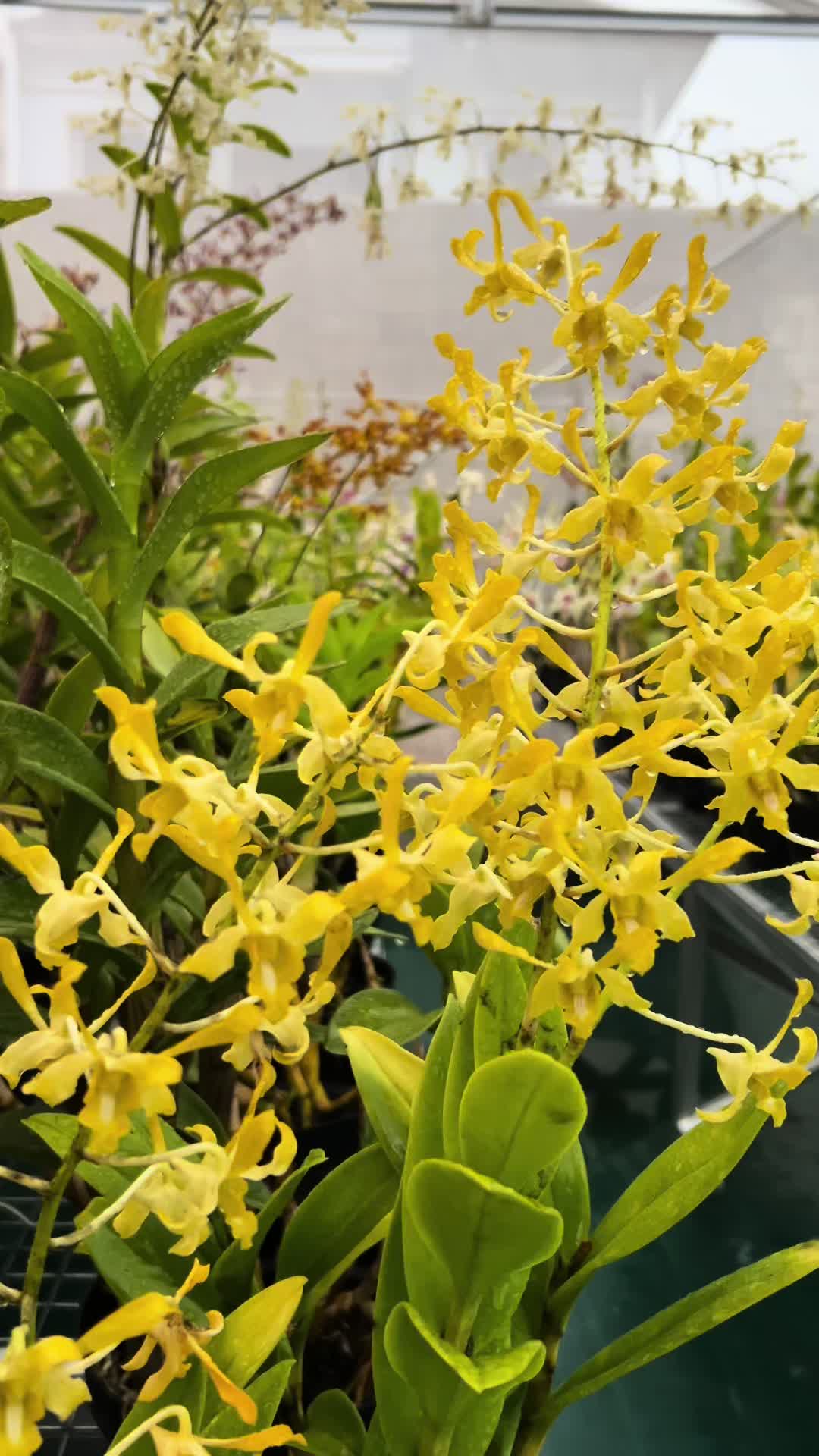 @Anggina Orchid