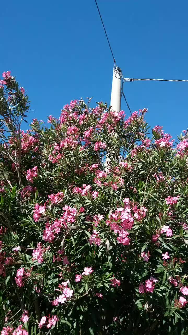 @magnagrecia